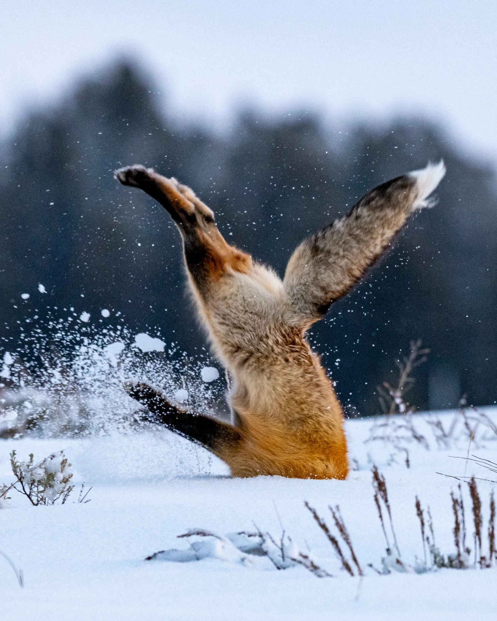 Wildlife (12 of 14).jpg