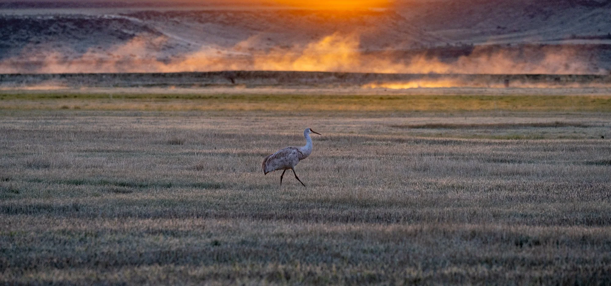 Sandhill Crane walking through field with fog lit up by the sunrise.