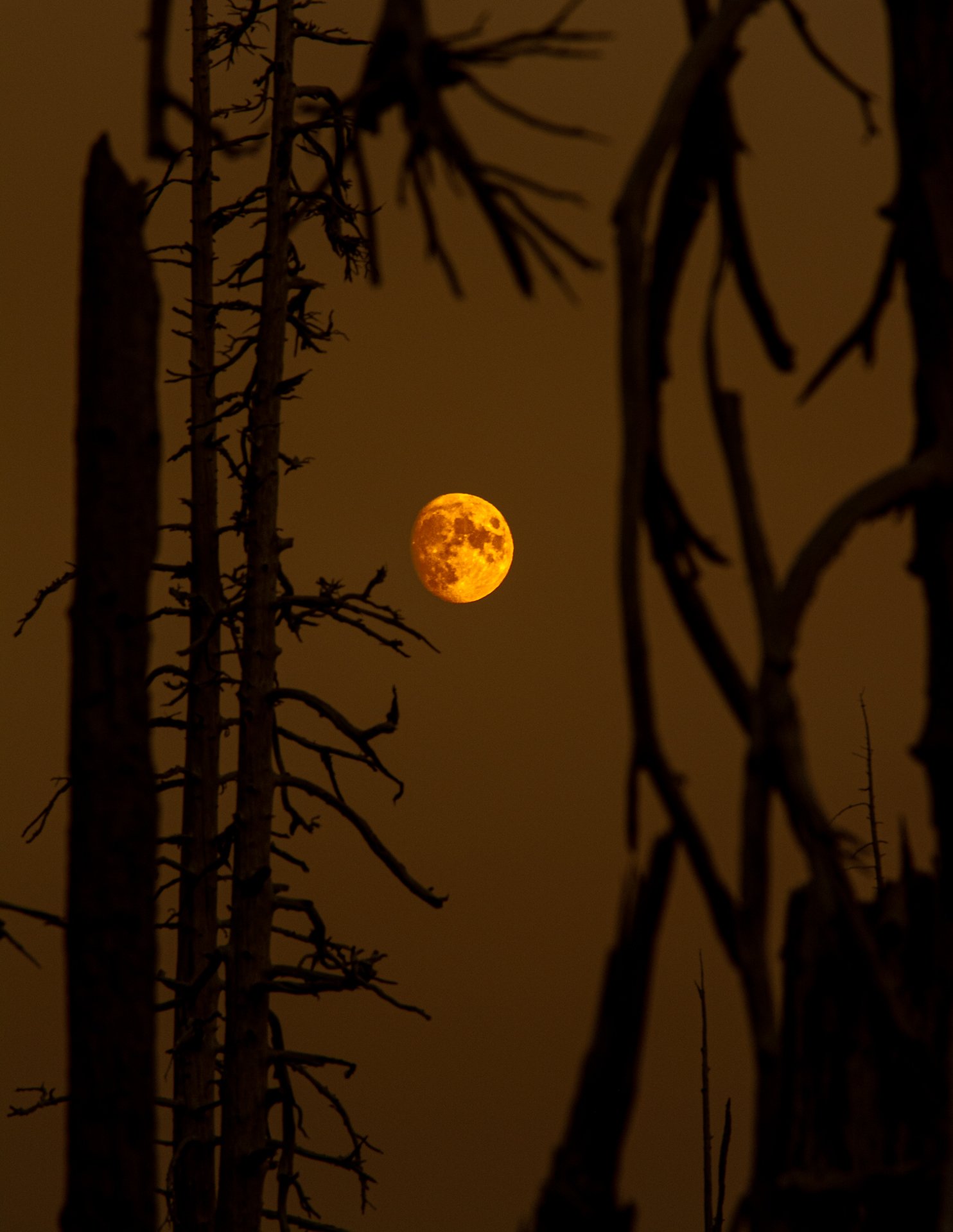 Eerie Moon