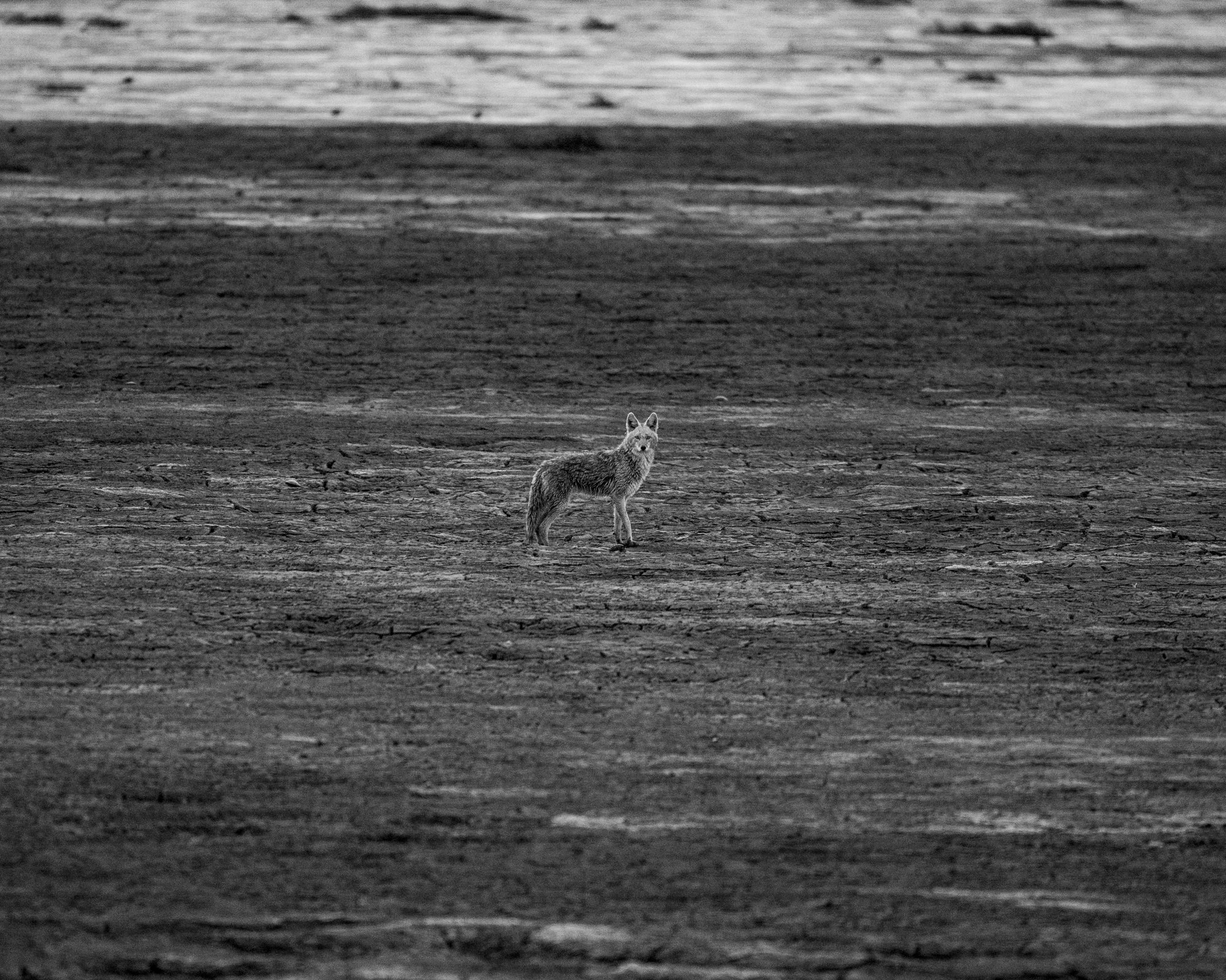 Black and White image of a coyote on a mud flat.