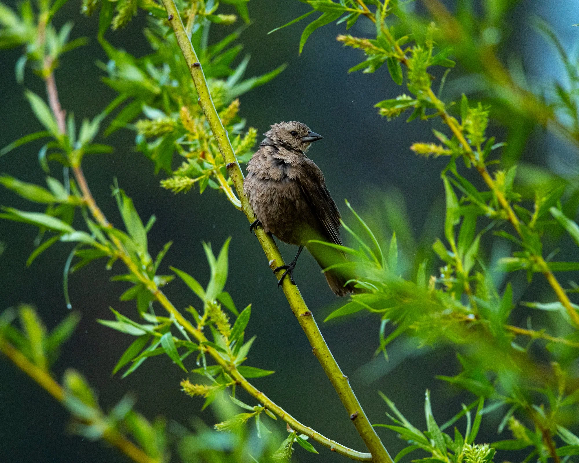 Wildlife (3 of 14).jpg