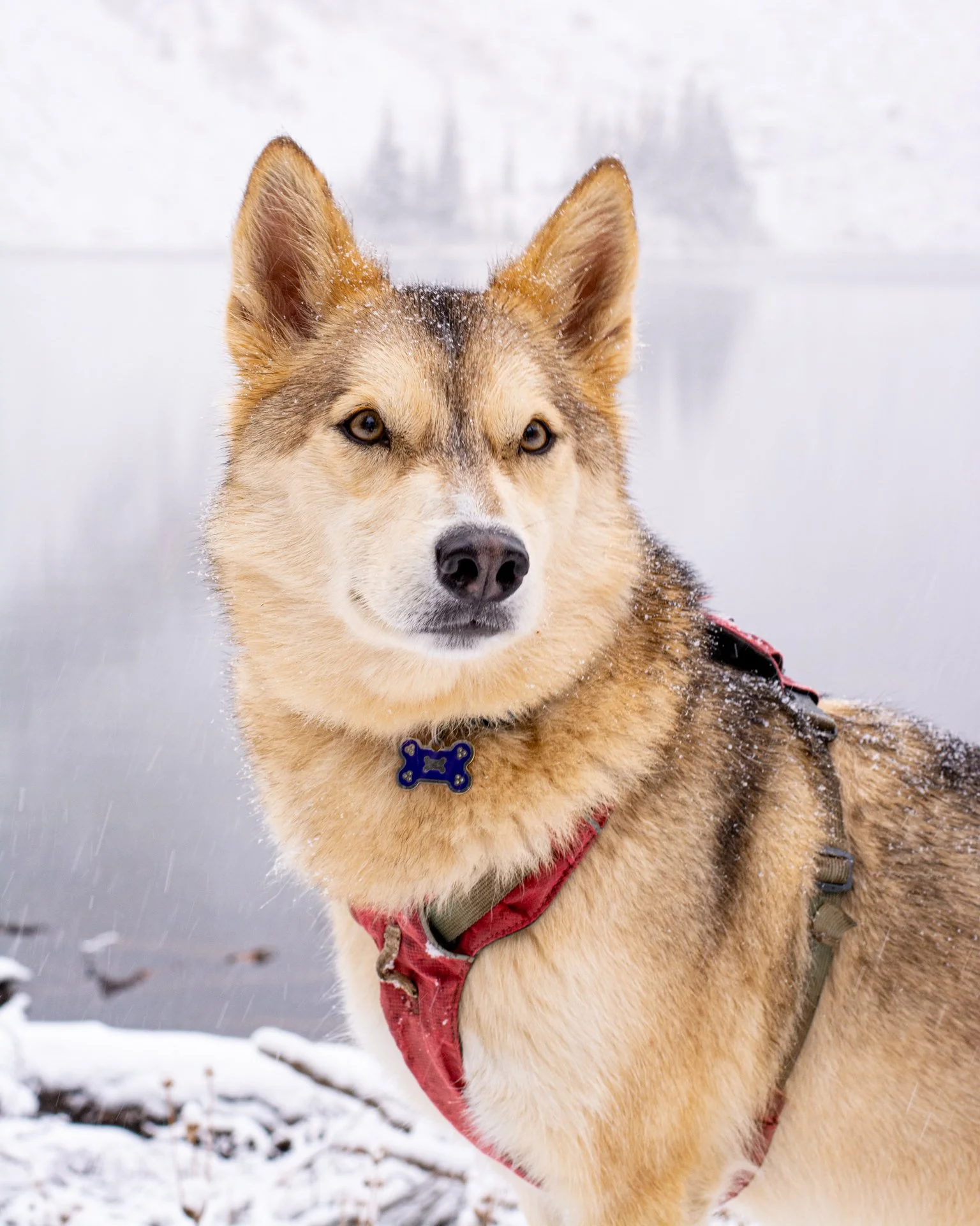 Senja Snowy Portrait