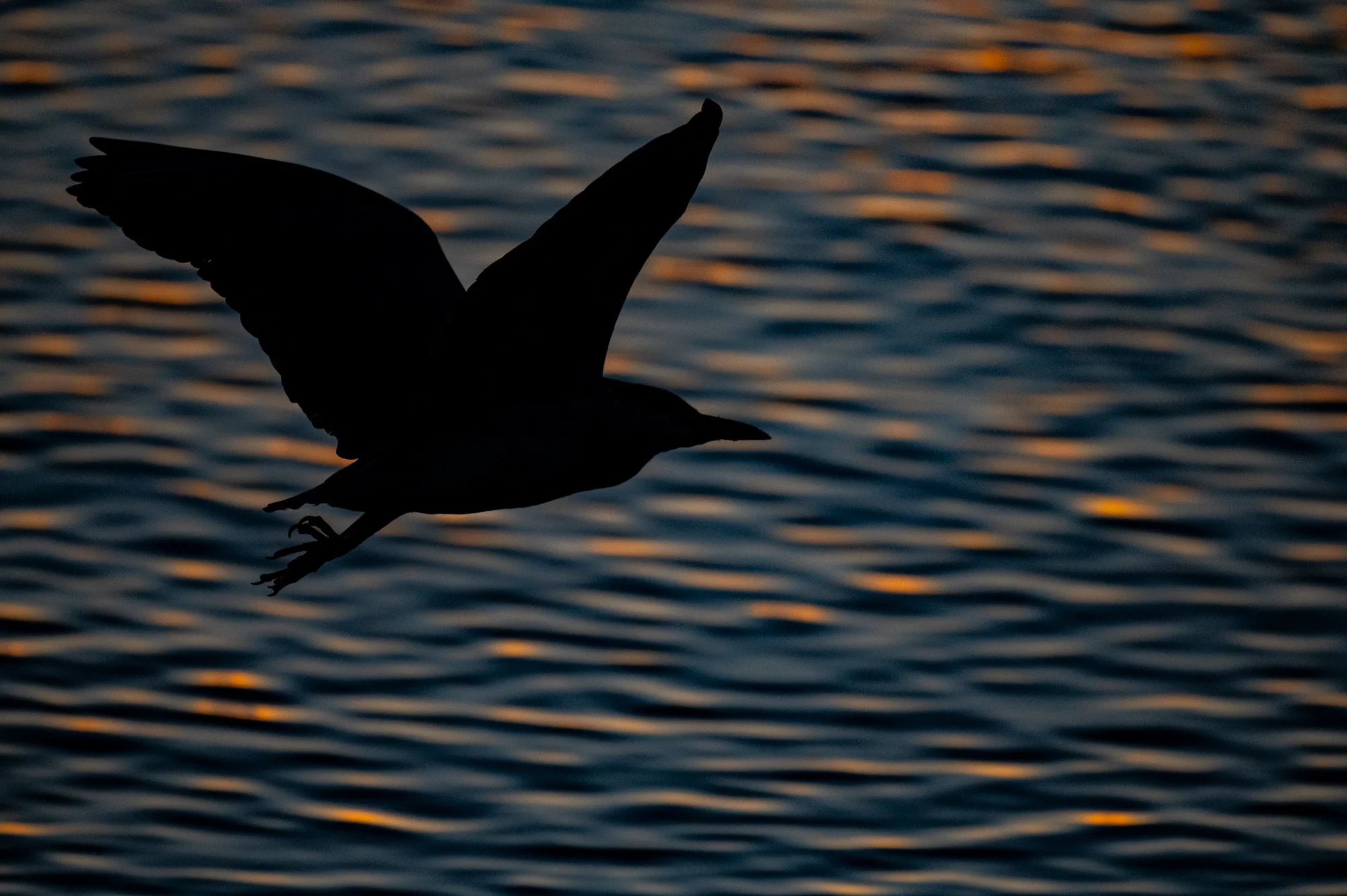 Silhouette of a Black-crowned Night Heron