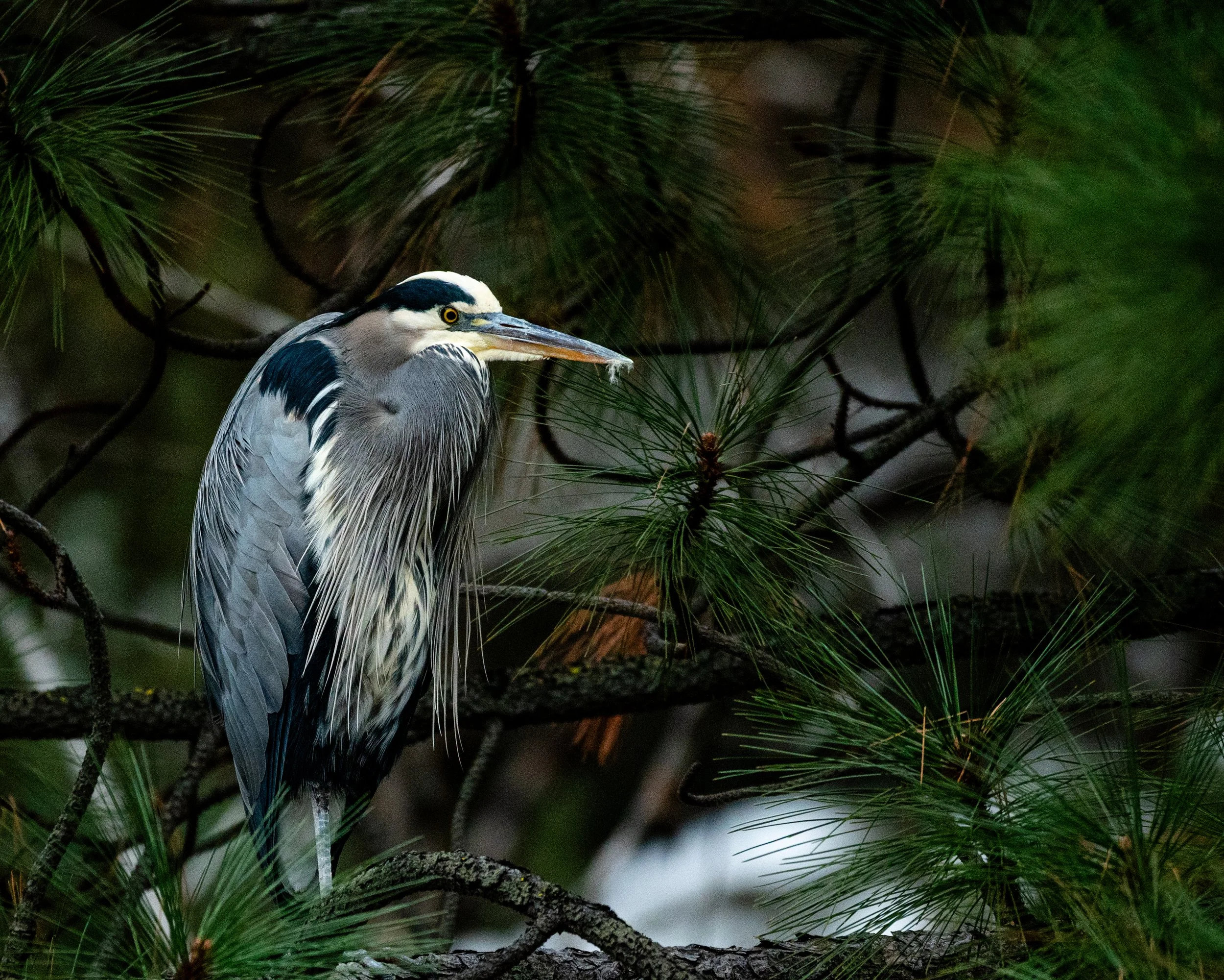 Wings, Water, and Winter on the Deschutes River