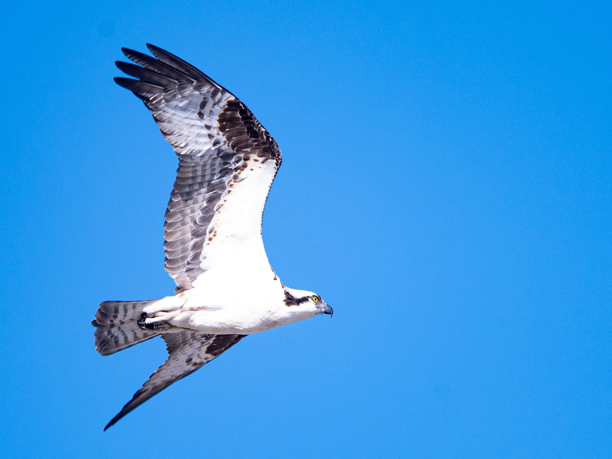 Wildlife (1 of 14).jpg