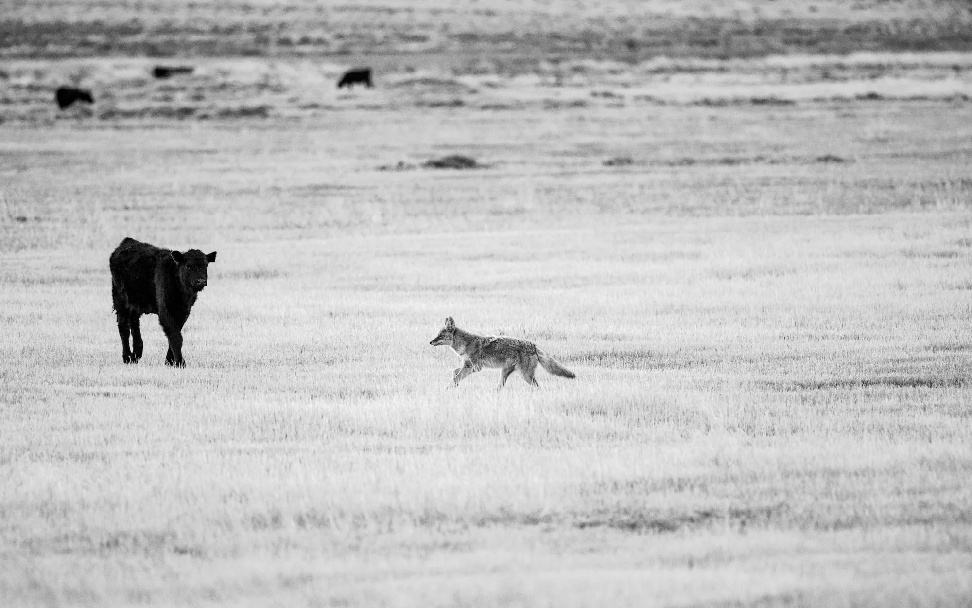 Wildlife (11 of 14).jpg