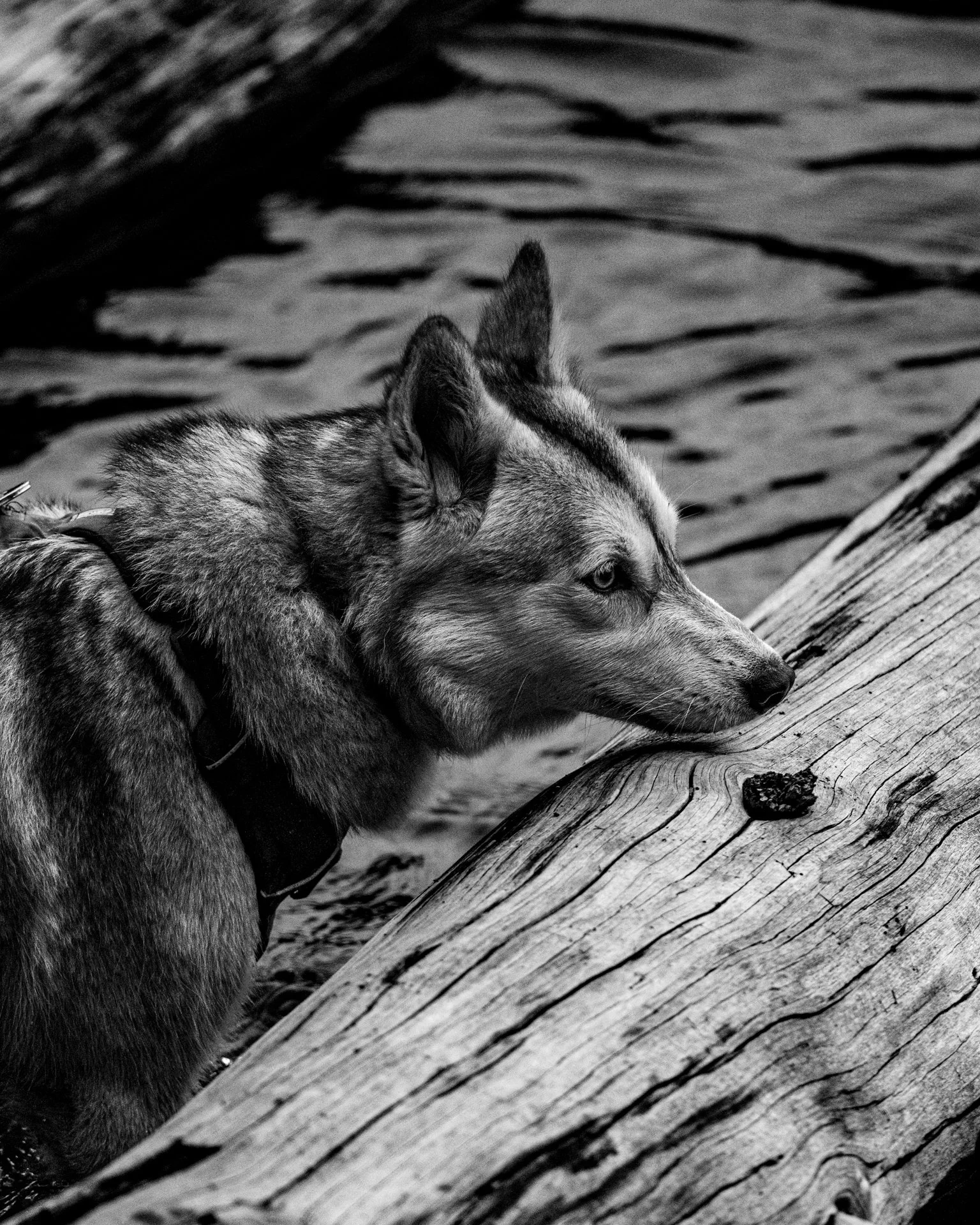 Senja Black and White