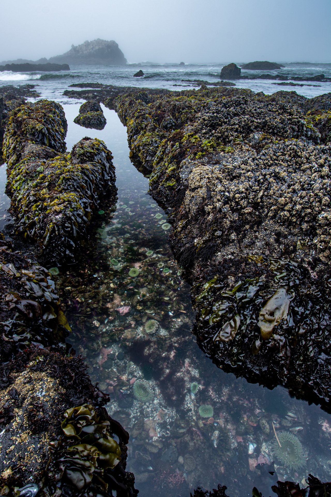 Tide Pool