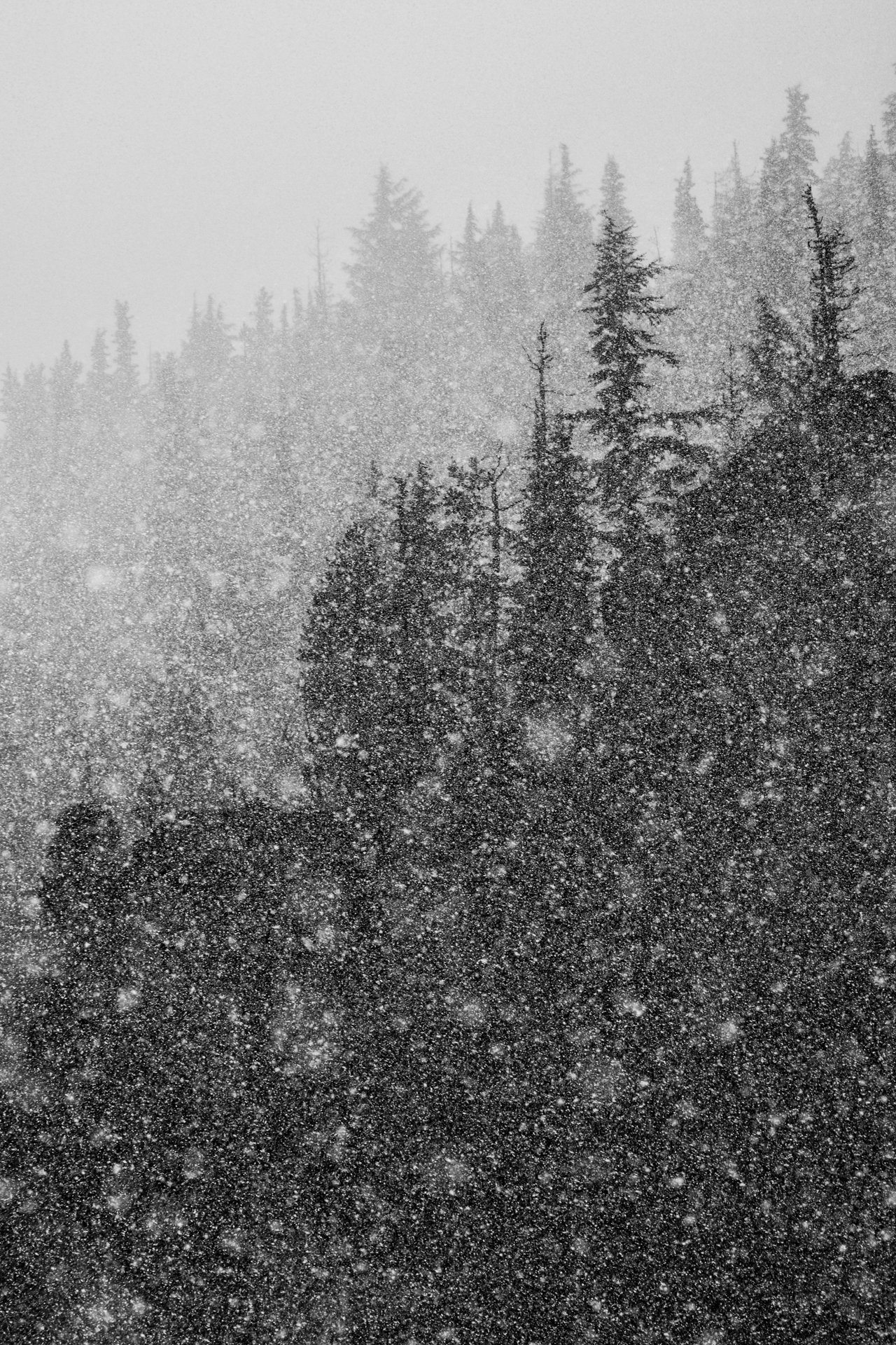 Spring Blizzard