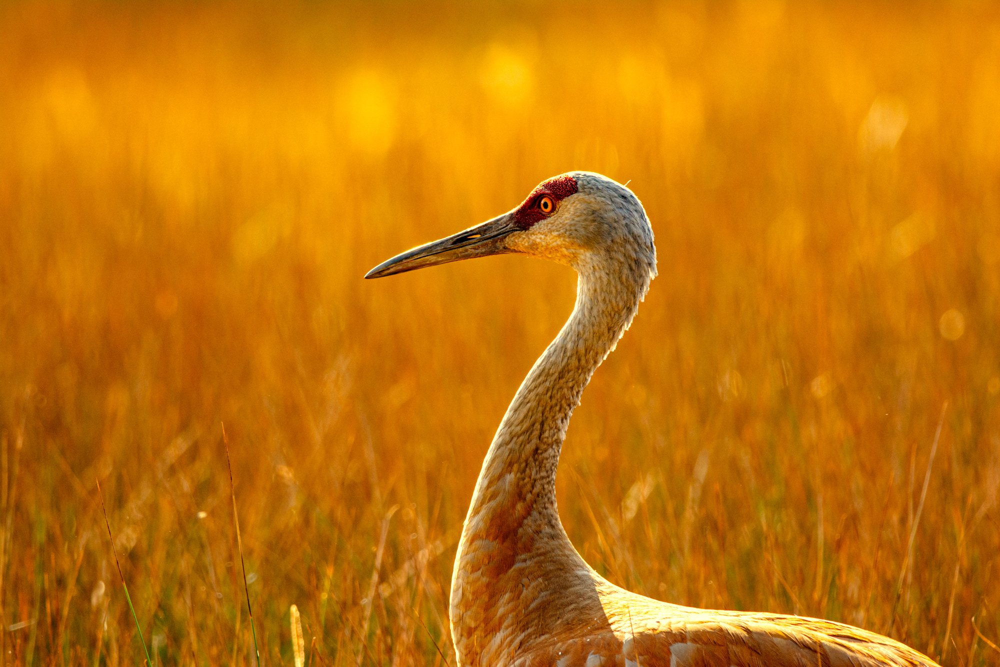Sandhill Crane in Morning Light