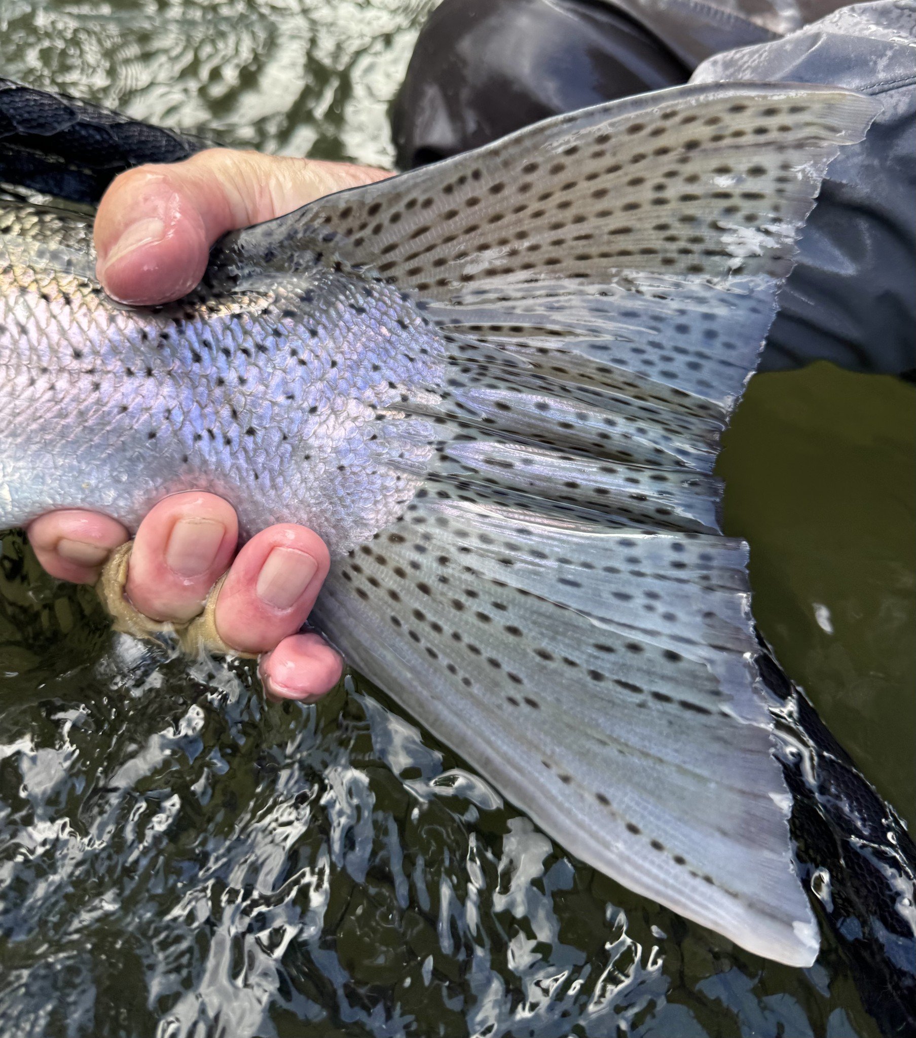Fiskeresa kanada steelhead .jpg