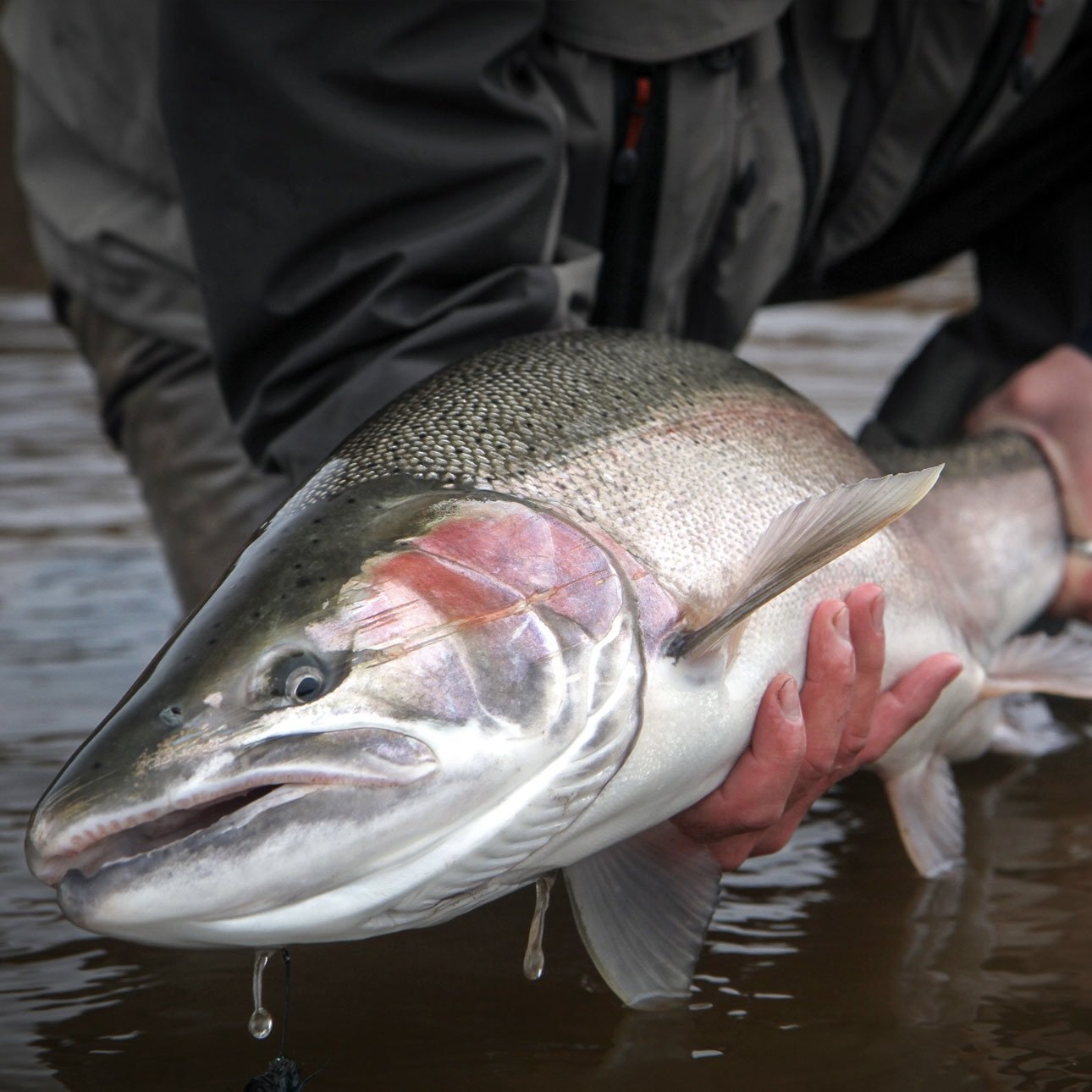 Steelhead kanada fiskeresa.jpg