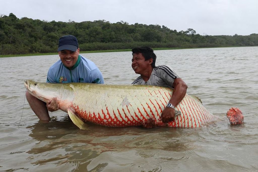 arapaima guyana.jpg