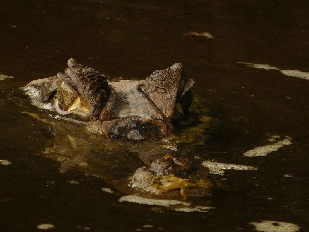 krokodil guyana fiskeresa.jpeg