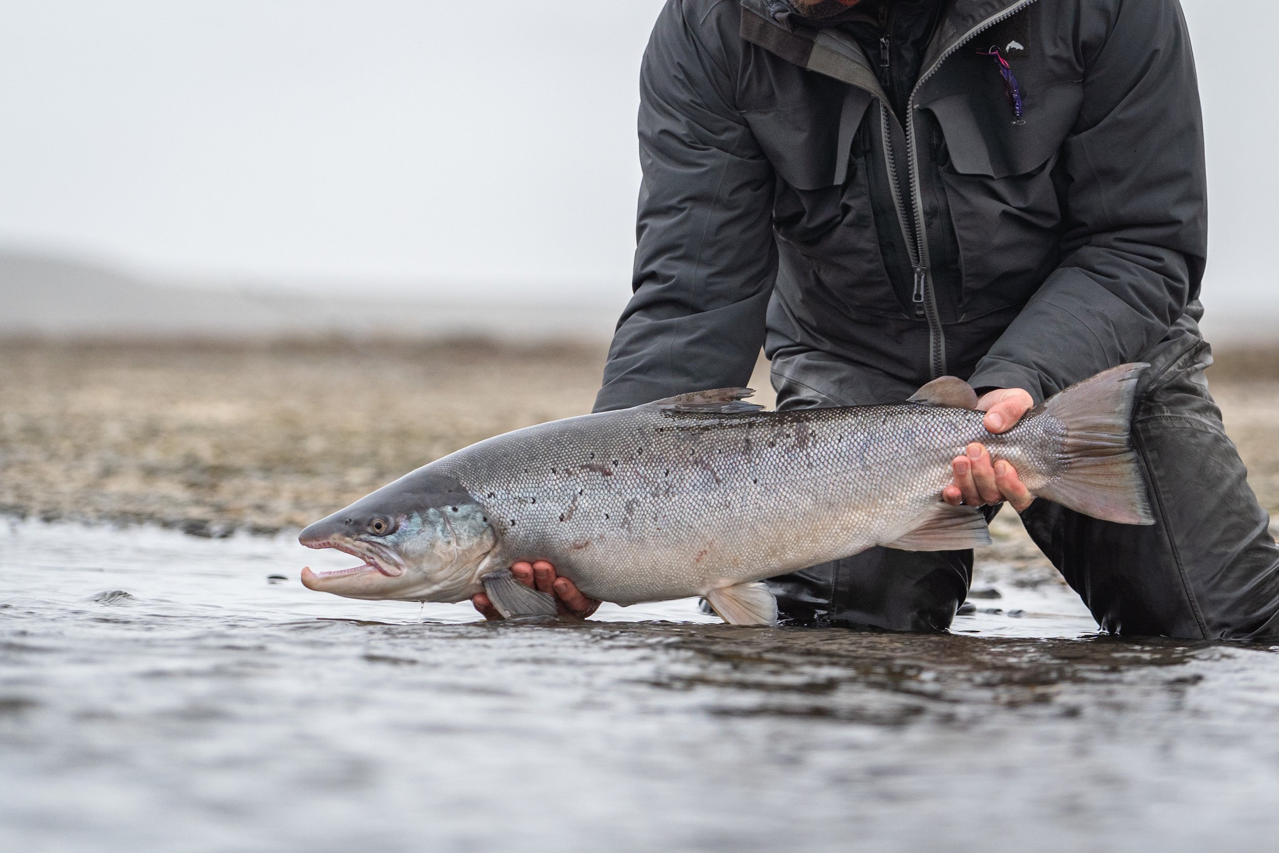 fiska efter rekordstora havsöringar