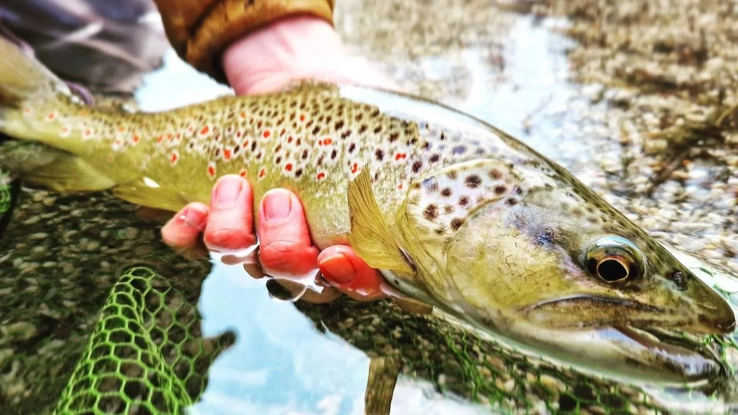 Marmorataöring – stor öringart med marmorerat mönster längs kroppen, fångad i klart strömvatten.
