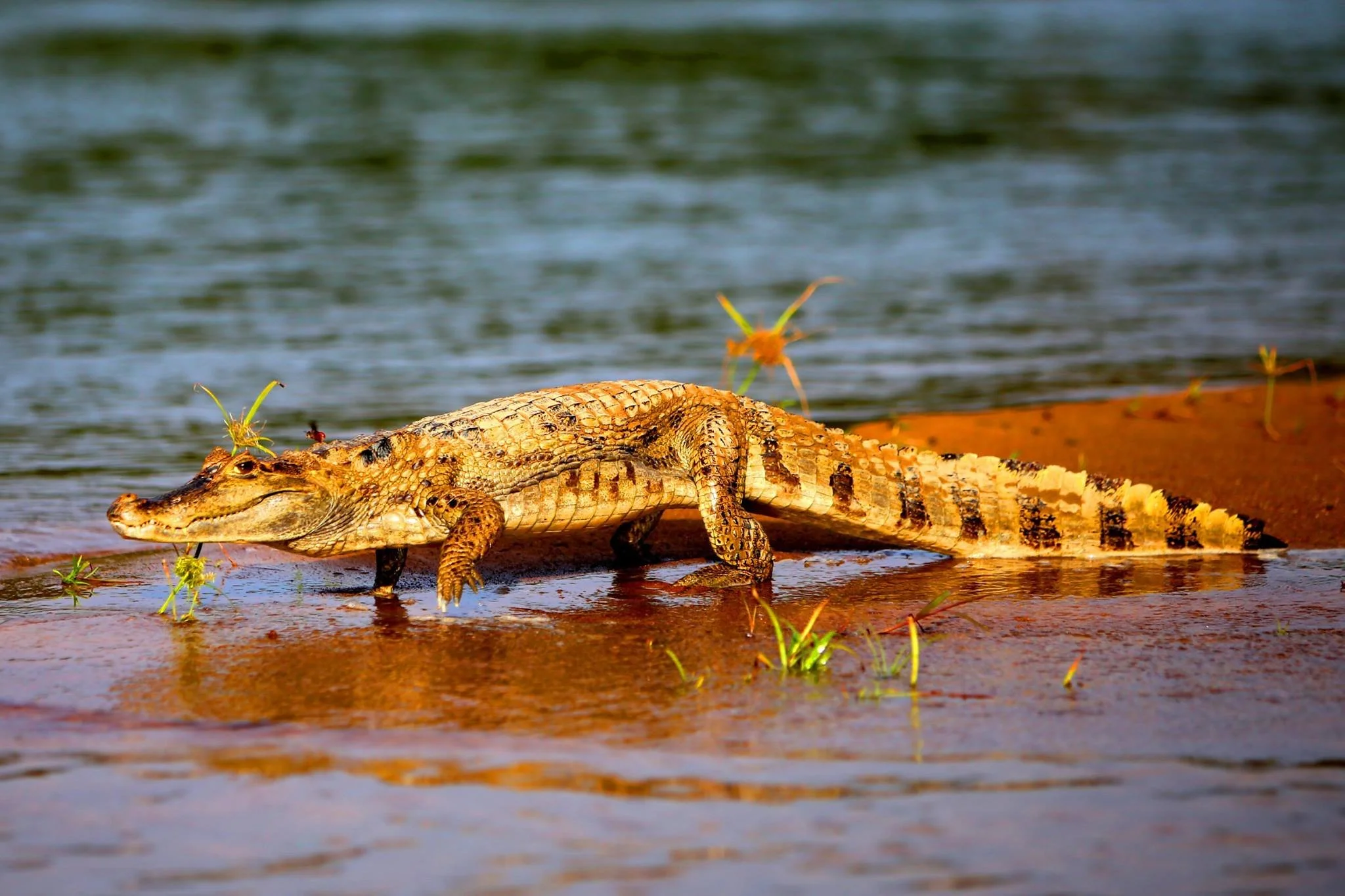 amazonas brasilien fiskeresa