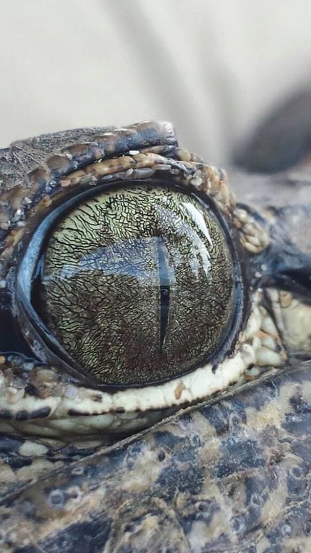 aligator amazonas.jpeg