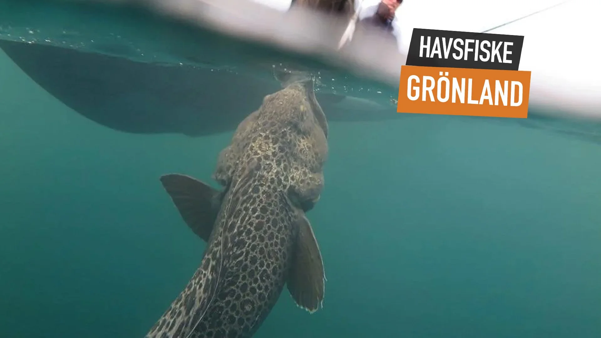 Havsfiske på Grönland med chans på hälleflundra, havskatt och torsk i orörda vatten.