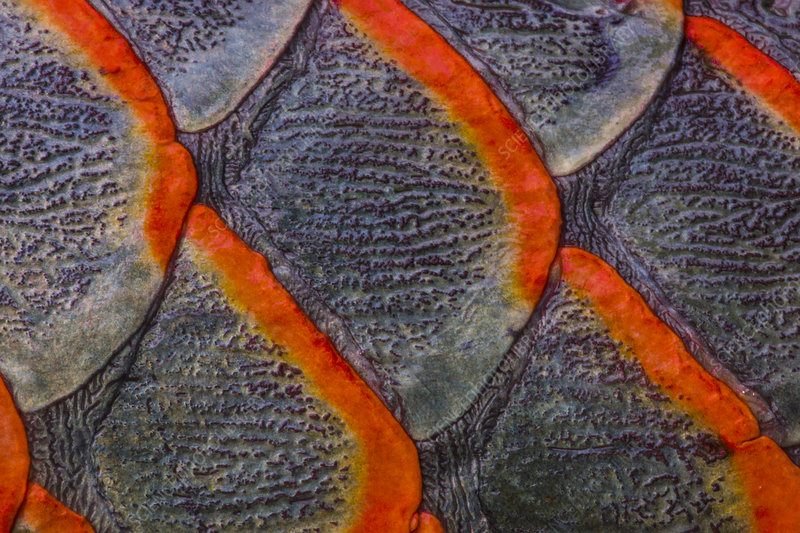 Arapaima fiskeresa.jpg