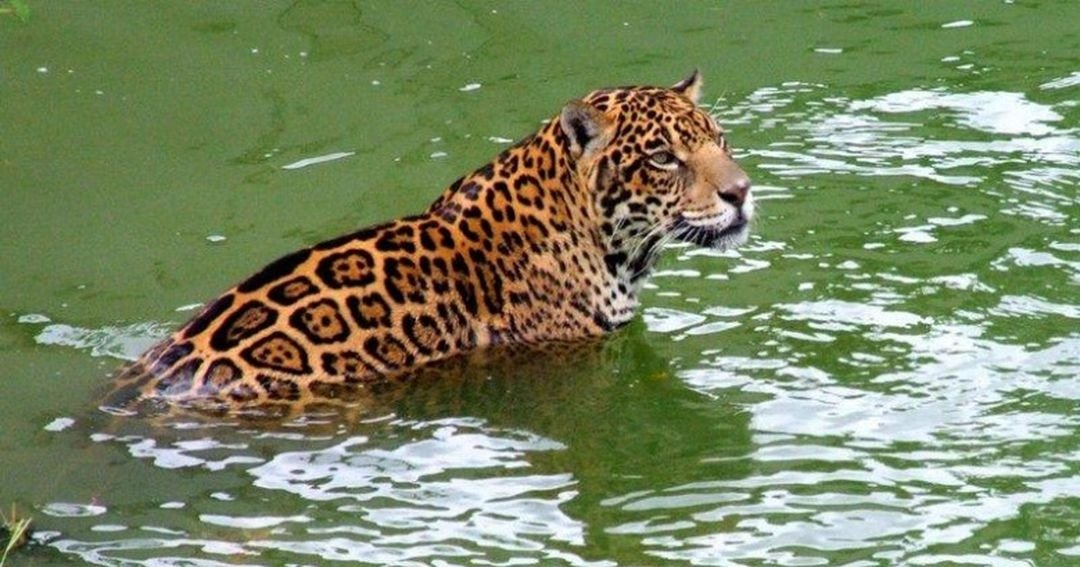 Djurliv amazonas.jpeg