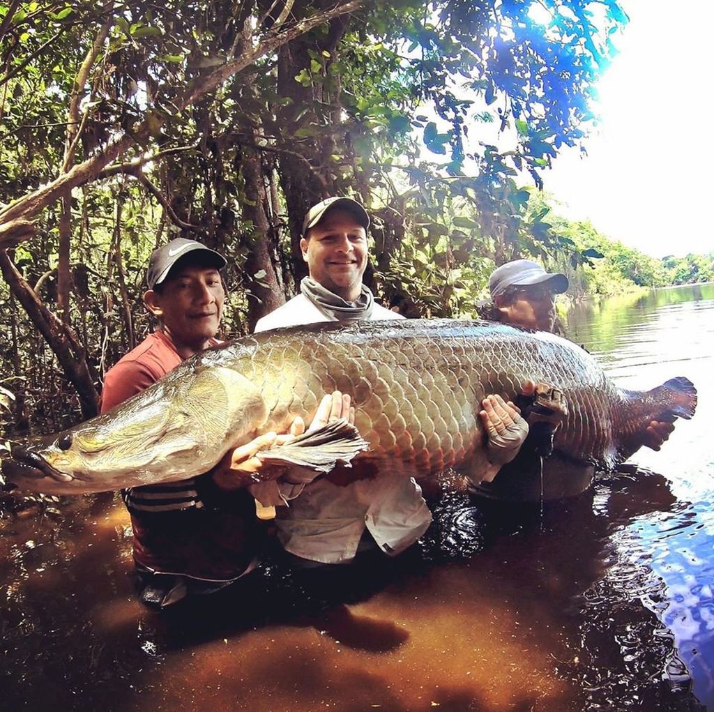 arapaima flugfiske.jpg