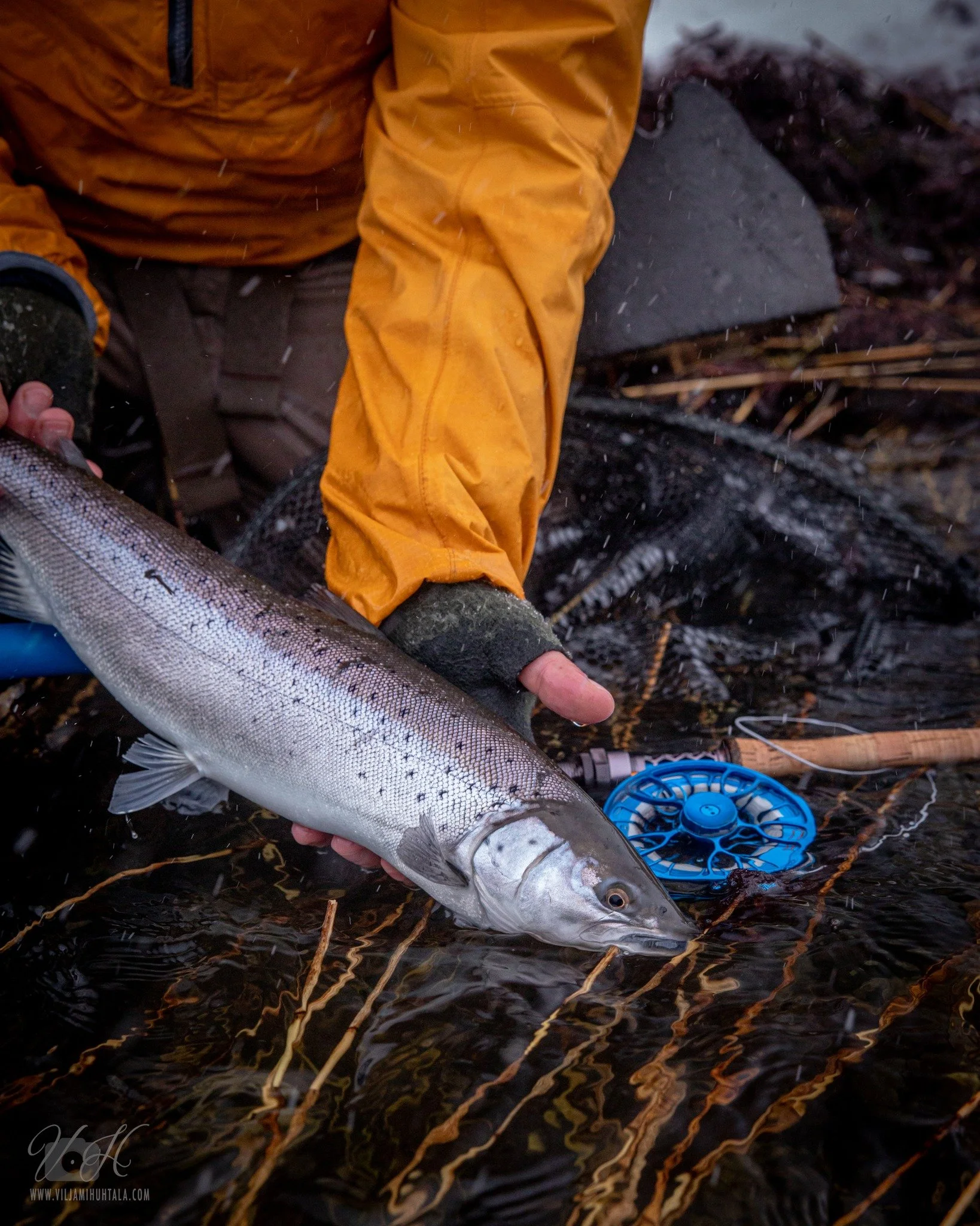 havsöring gotland.jpg