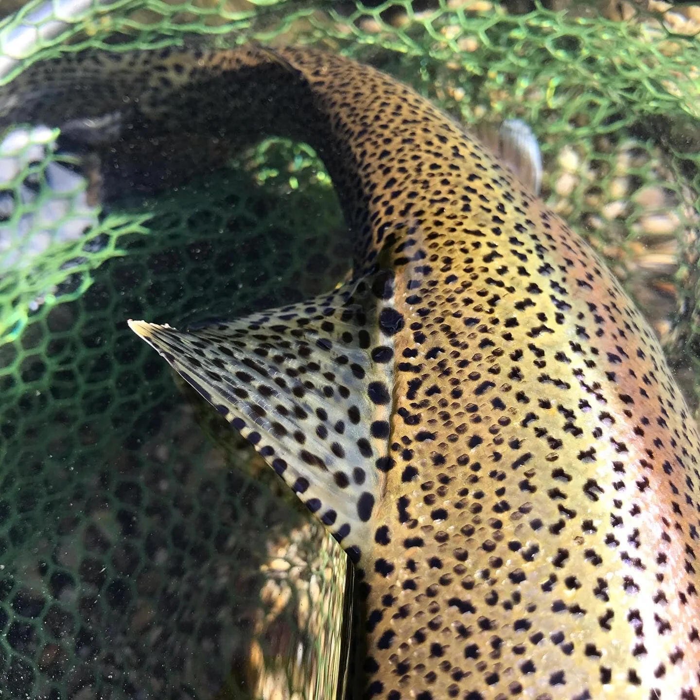 Fiskeresa Slovenien