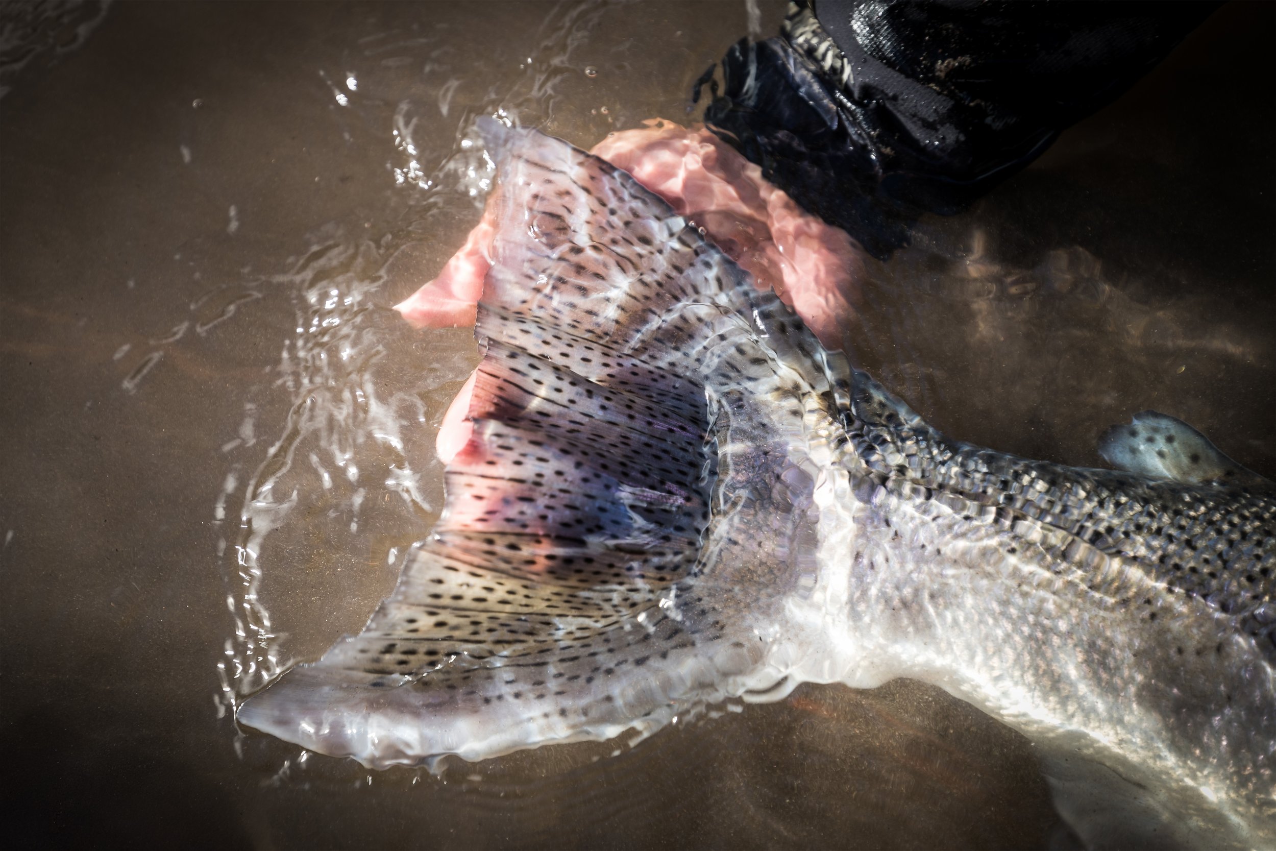 Fiskeresa Kanada
