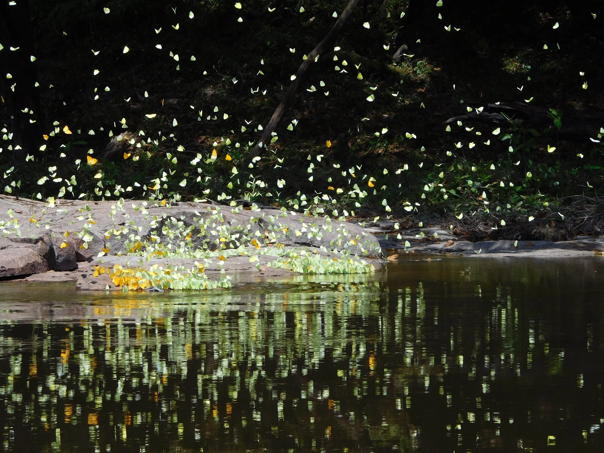 amazonas brasilien fiskeresa