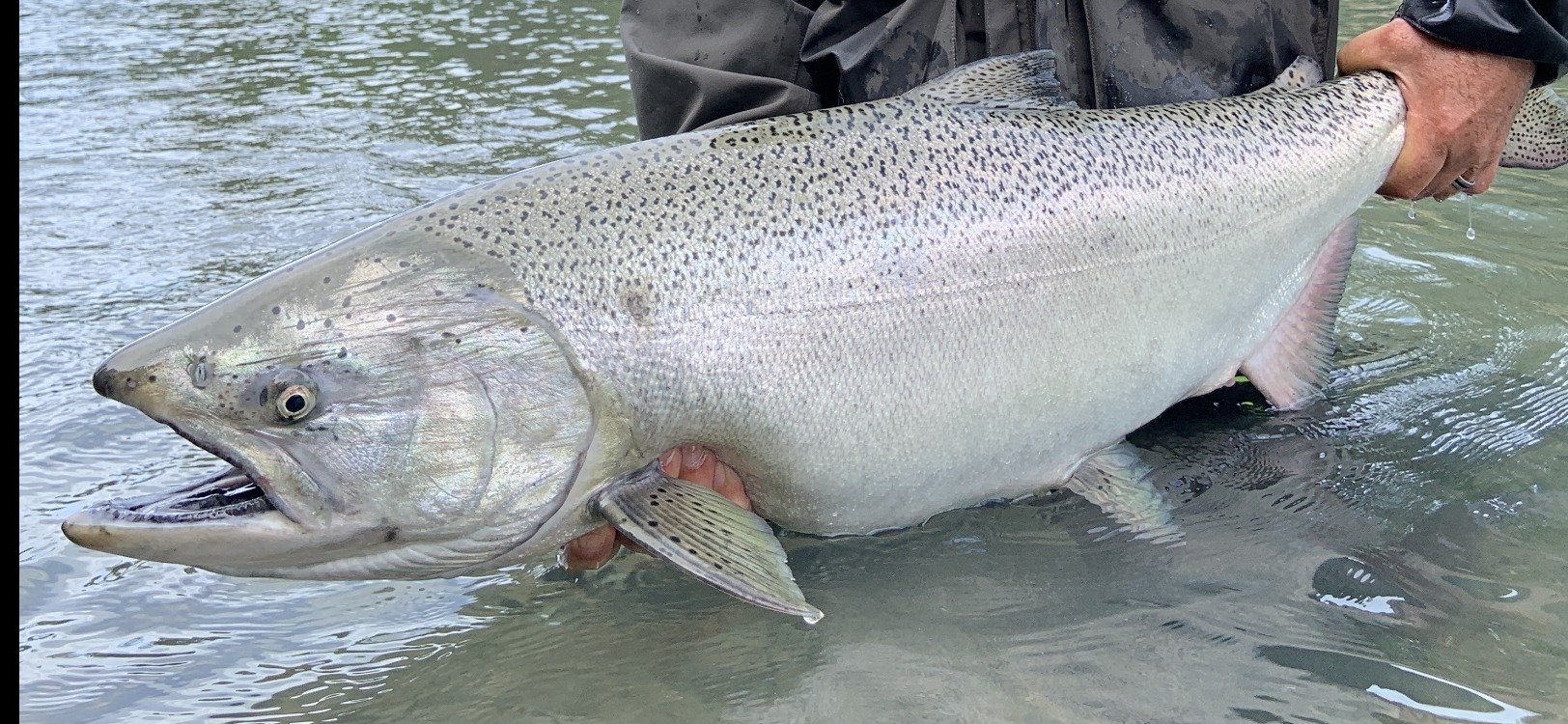 King salmon skeena.jpg