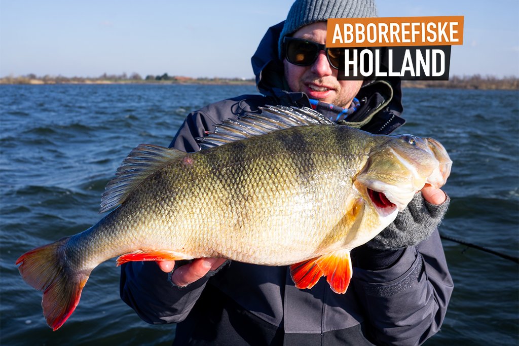 abboreefiske-holland.jpg