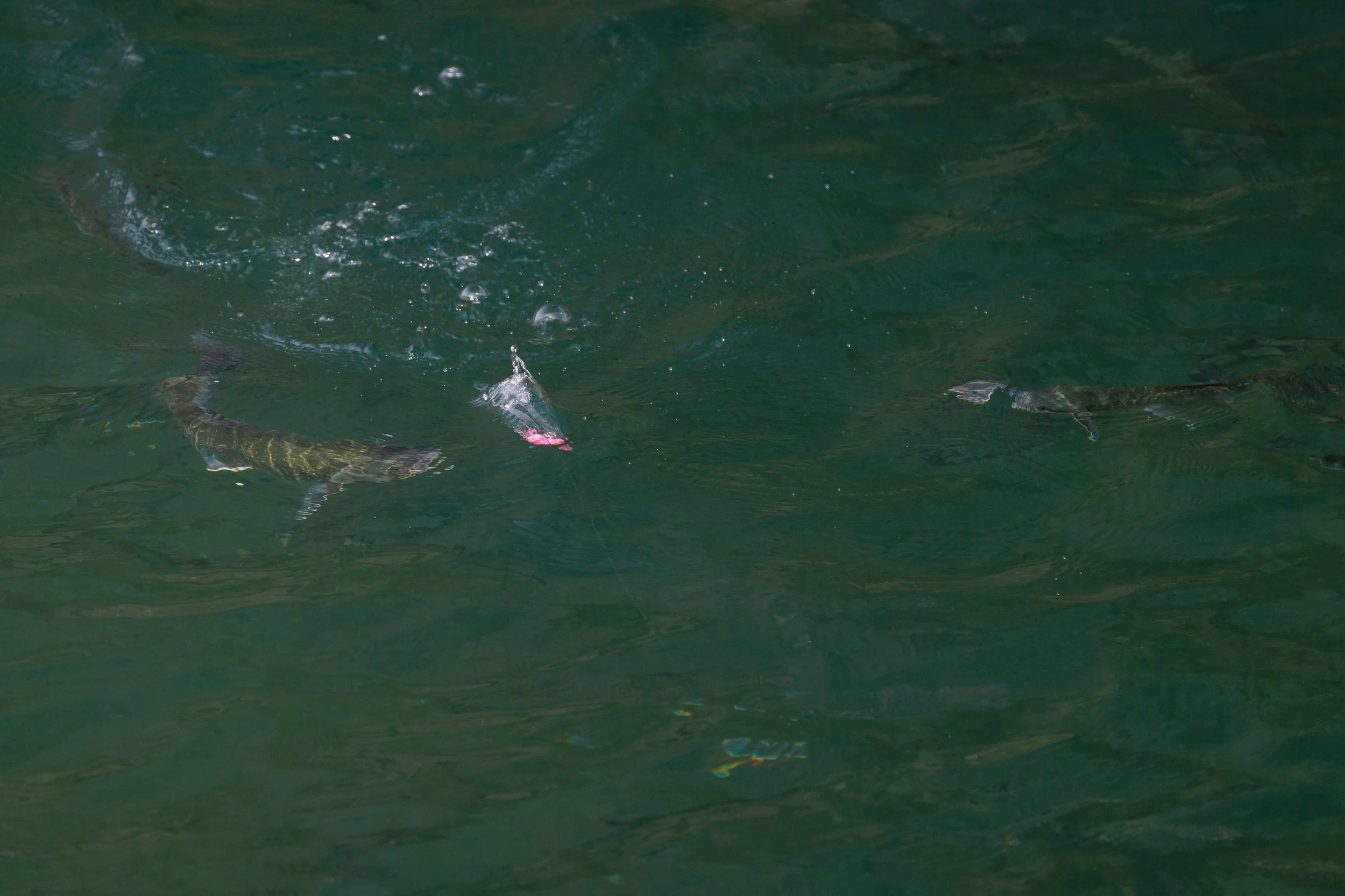 foamfluga grönland.jpg