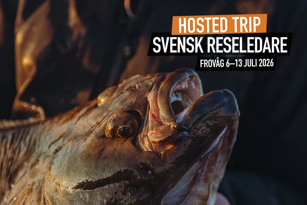 Havsfiskare med hälleflundra vid Frovåg Havfiske på Senja i Norge.