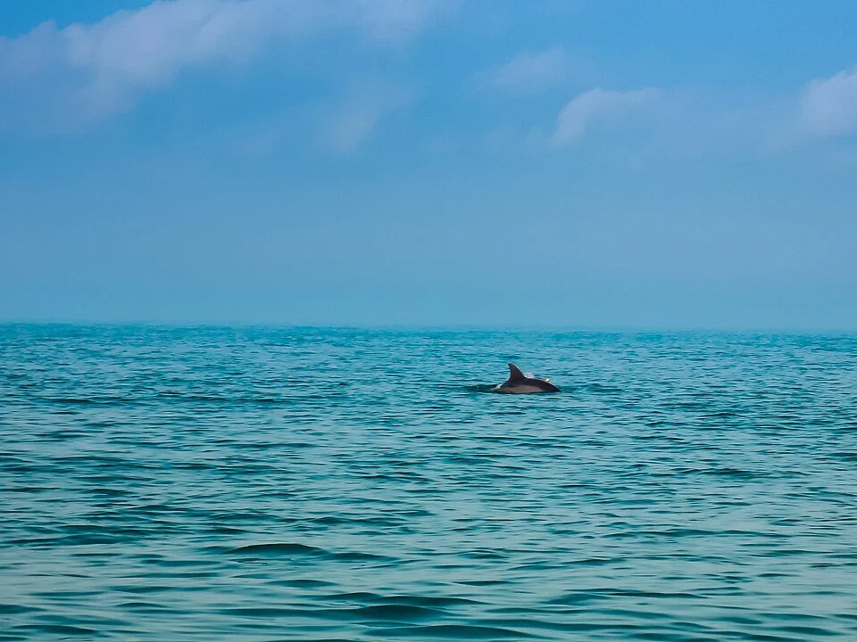 Delfin mexiko fiskeresa.jpg