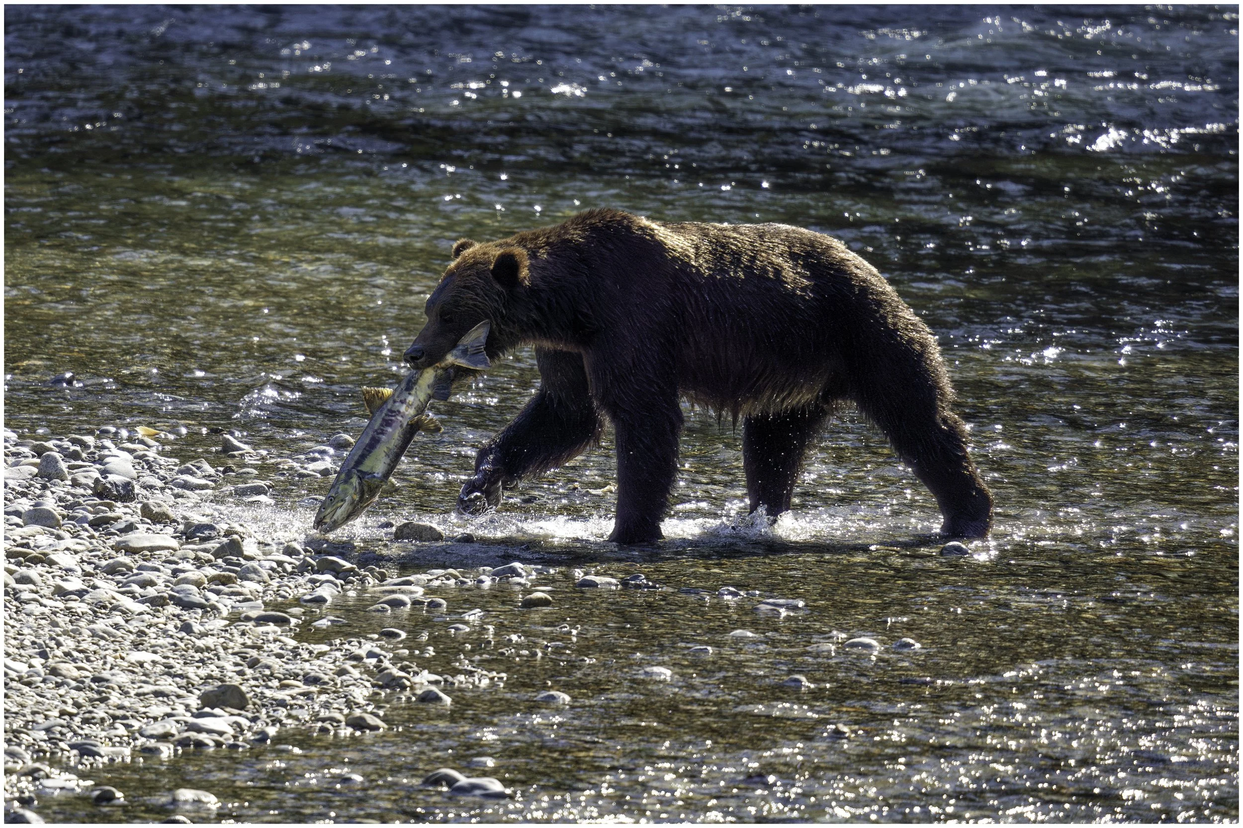 Björn alaska fiskeresa.jpg