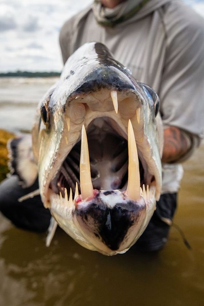 Payara fiske amazonas.jpg