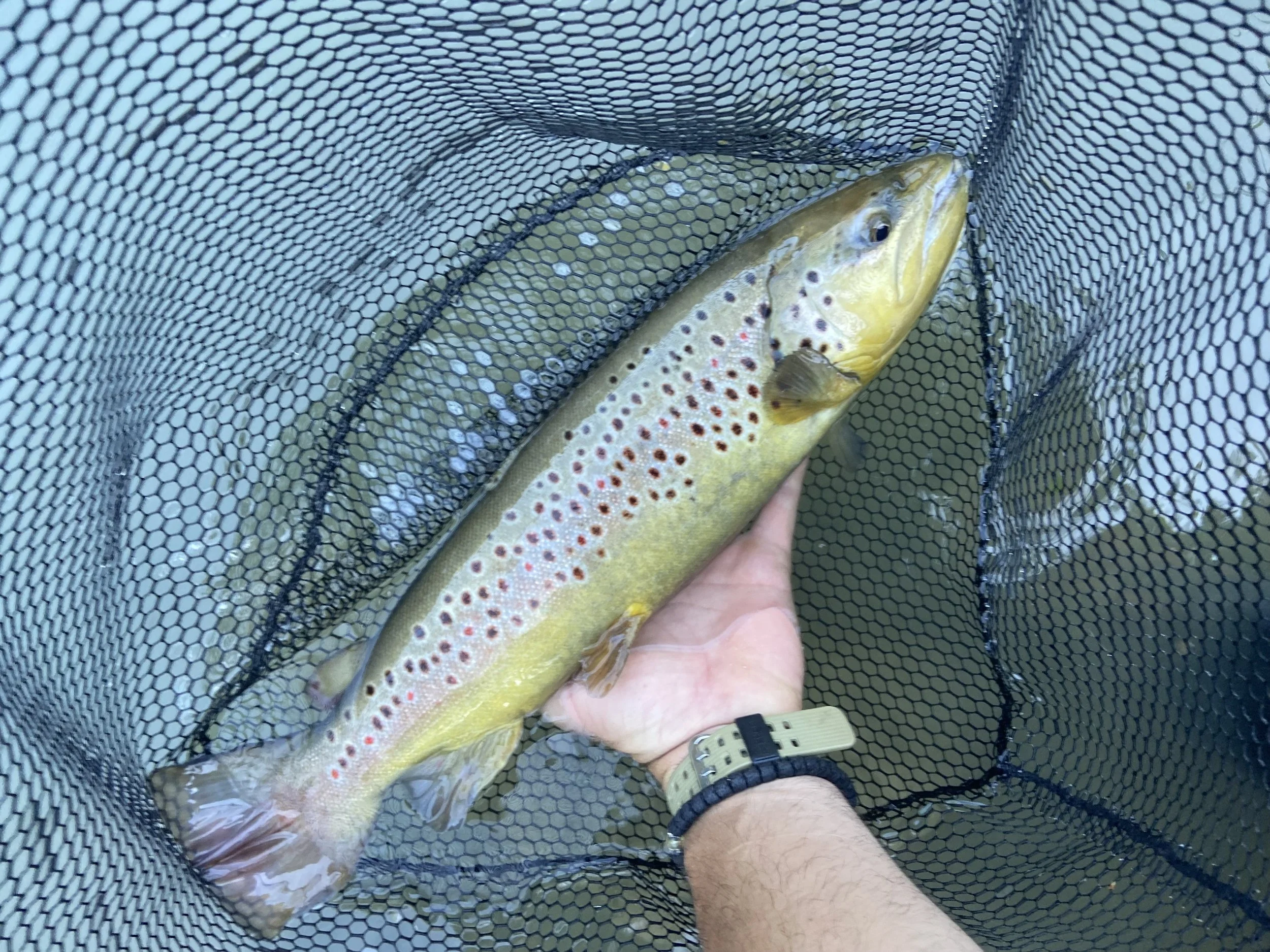 Vacker öring fångad i bosnien på flugfiskeresa