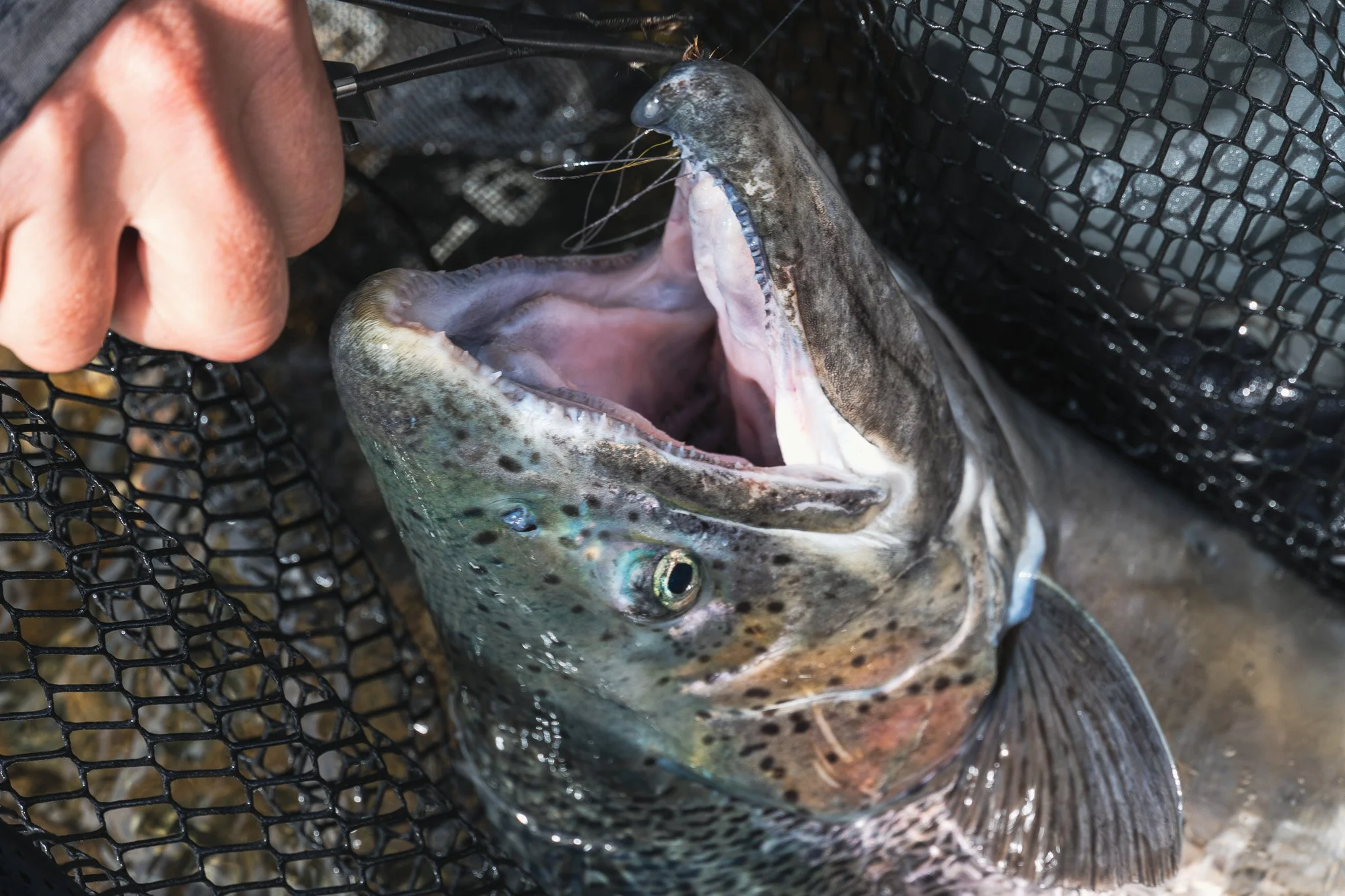 Flugfiske vid Jurassic Lake och Barrancoso River i Patagonien med Outside Travels – regnbågar i monsterstorlek och exklusivt boende på Lago Strobel Lodge.
