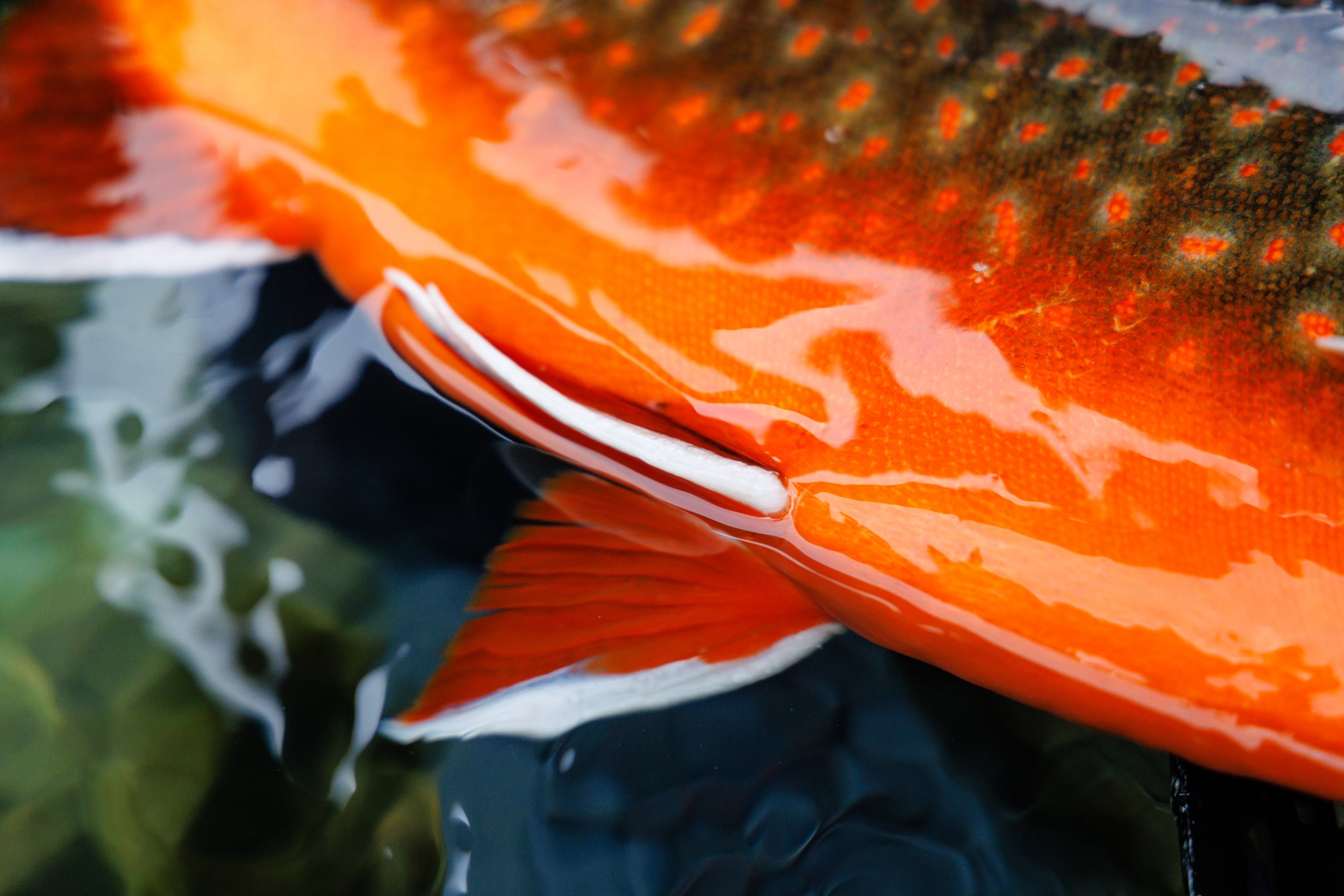 Rödingfiske på grönland.jpg