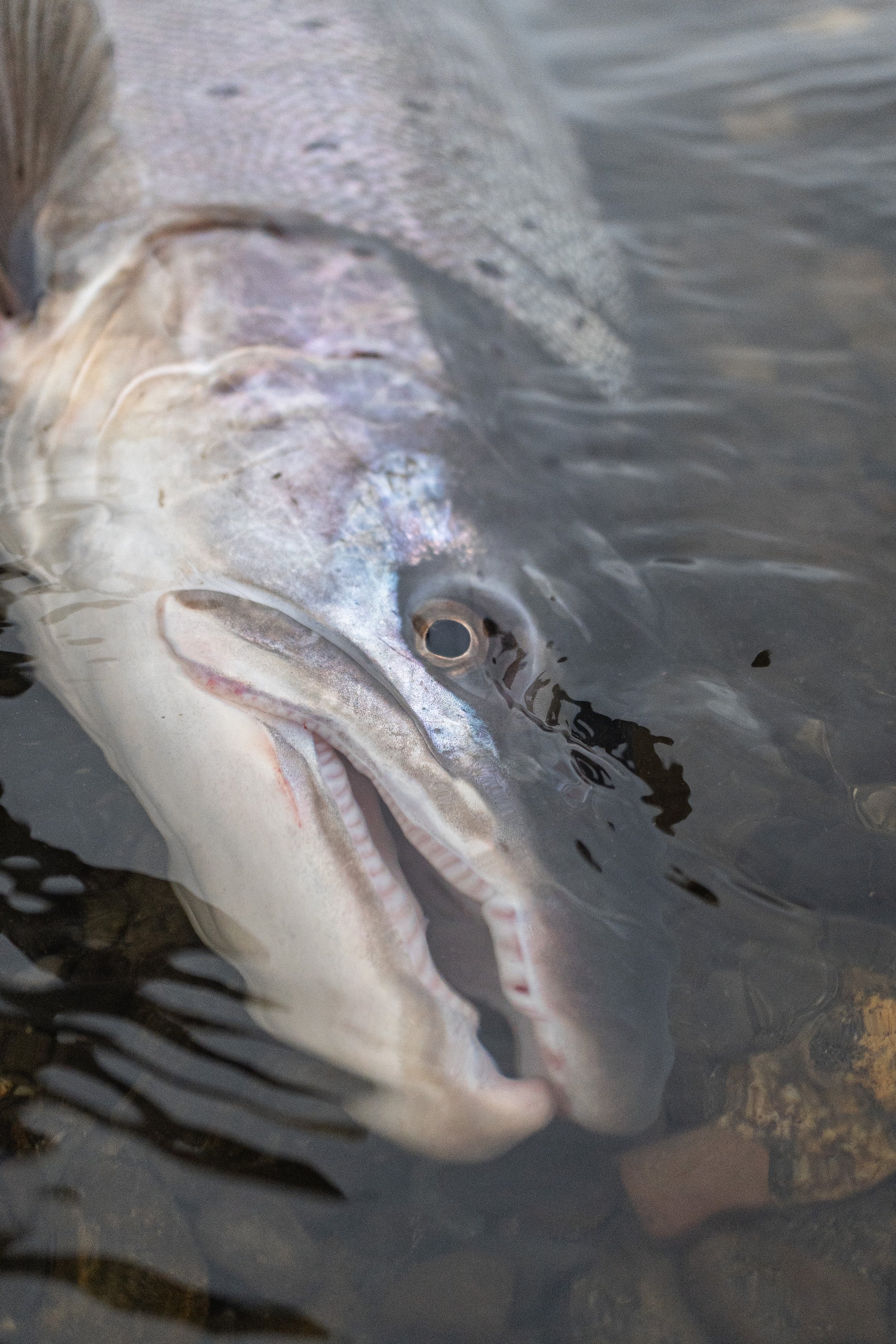 Fiskeresa Argentina