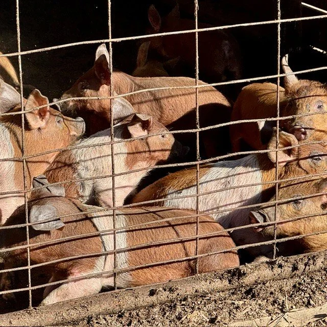 Meat Piglets