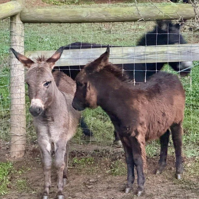 Mini Donkeys