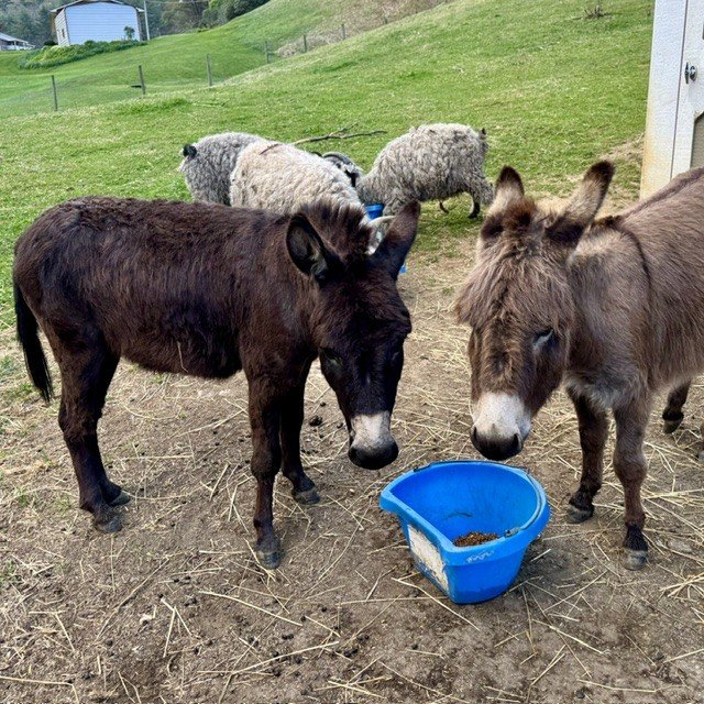 donkey2.jpg