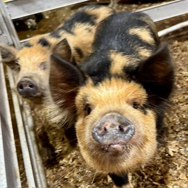 Kunekune piglets