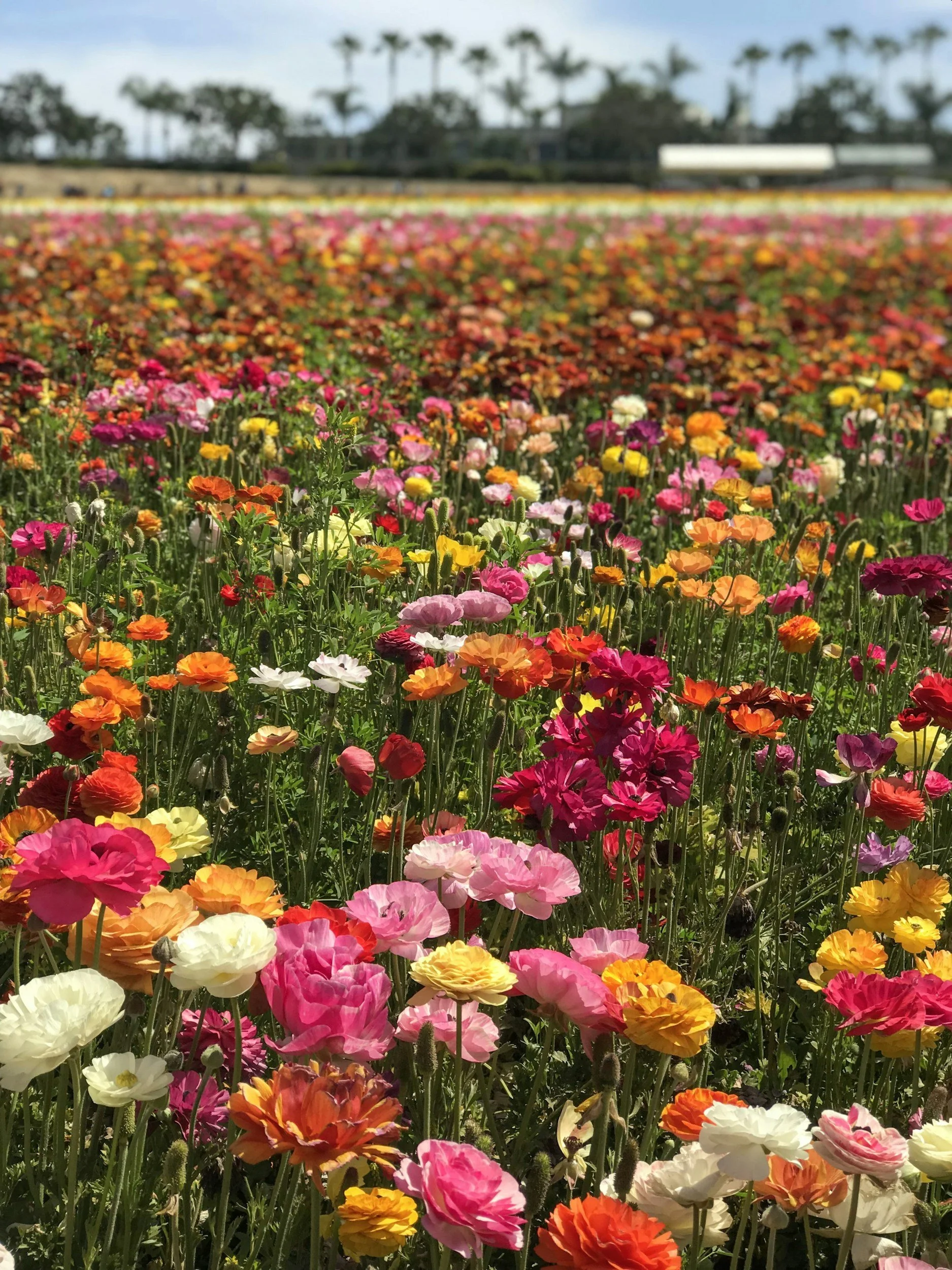Colorful field of blooming flowers with a distant background of trees and buildings.