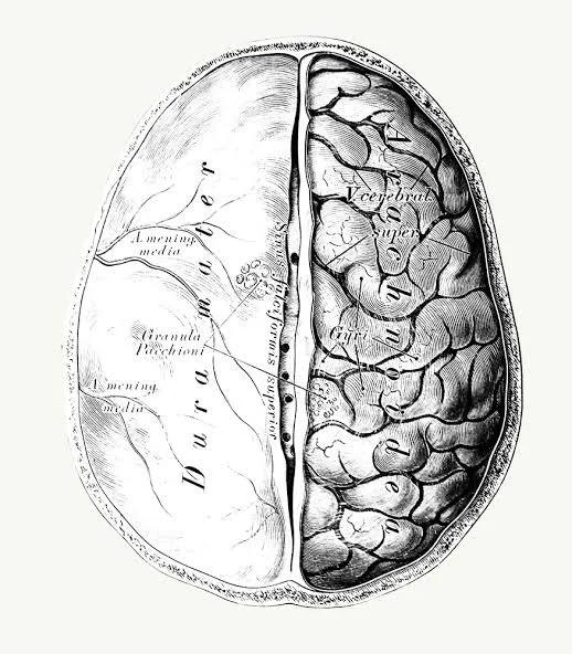 Cross-sectional diagram of the human brain showing the cerebral cortex and cerebellum with labels.