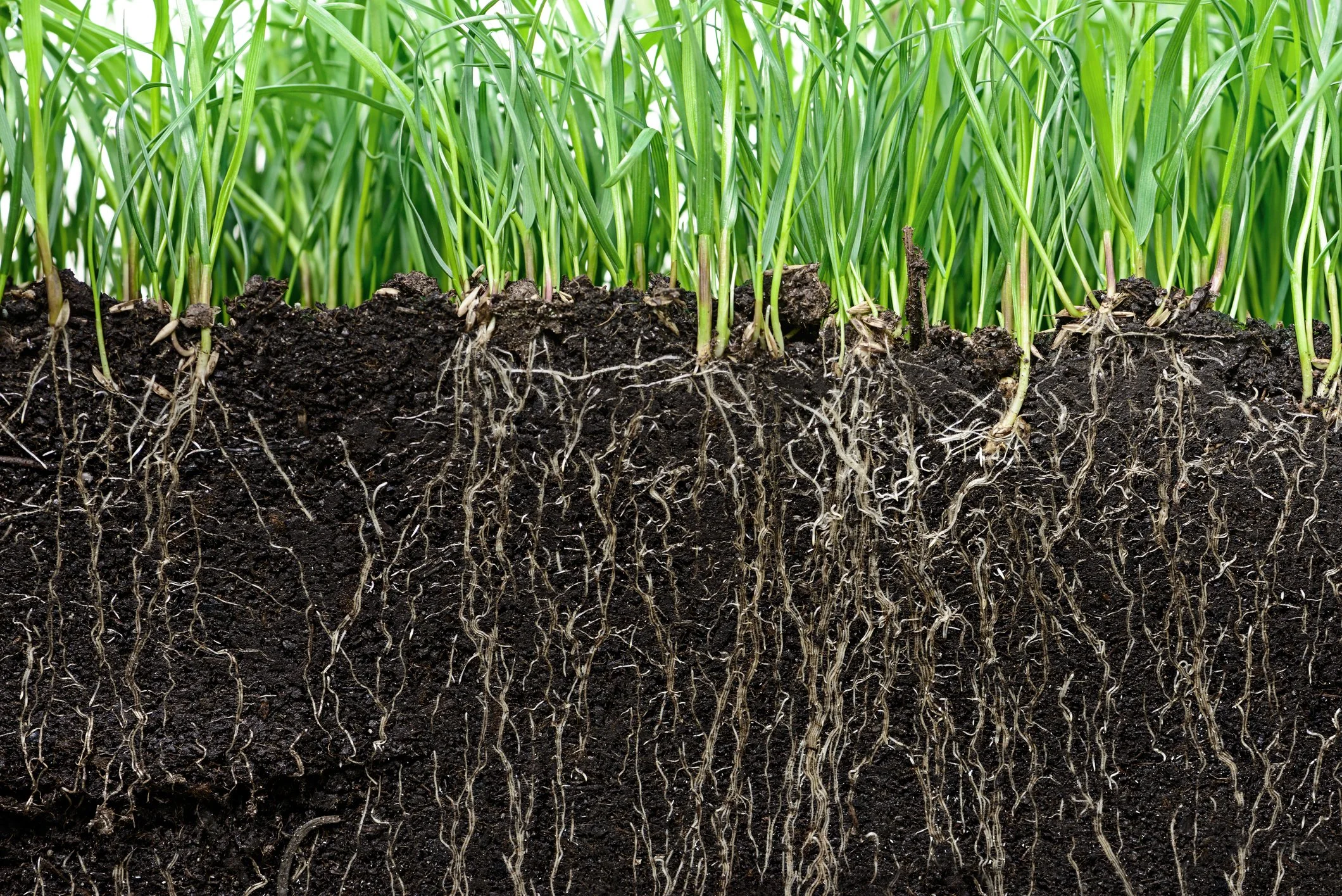 Regenerative Agriculture Network of Idaho
