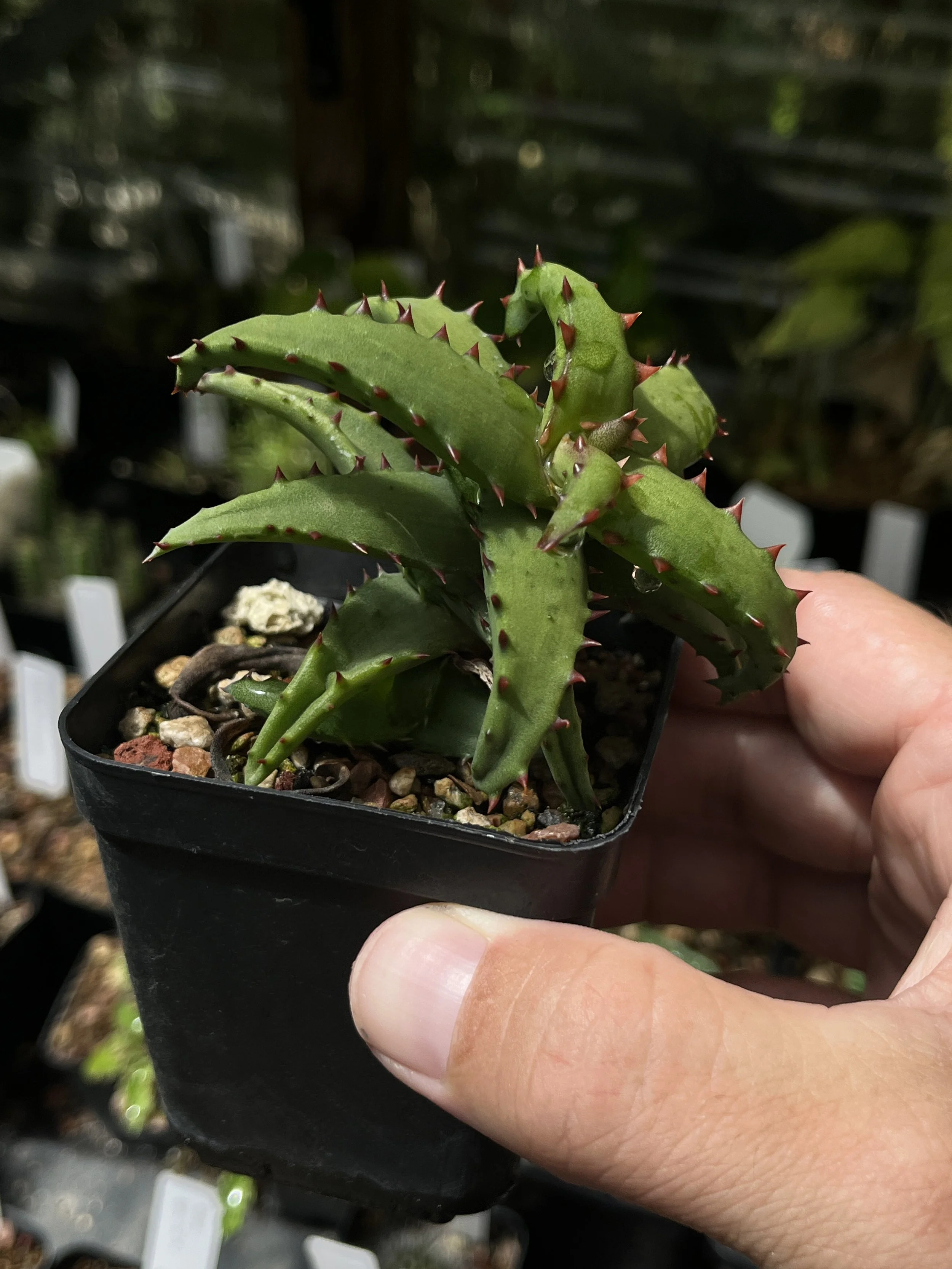 Aloe castilloniae
