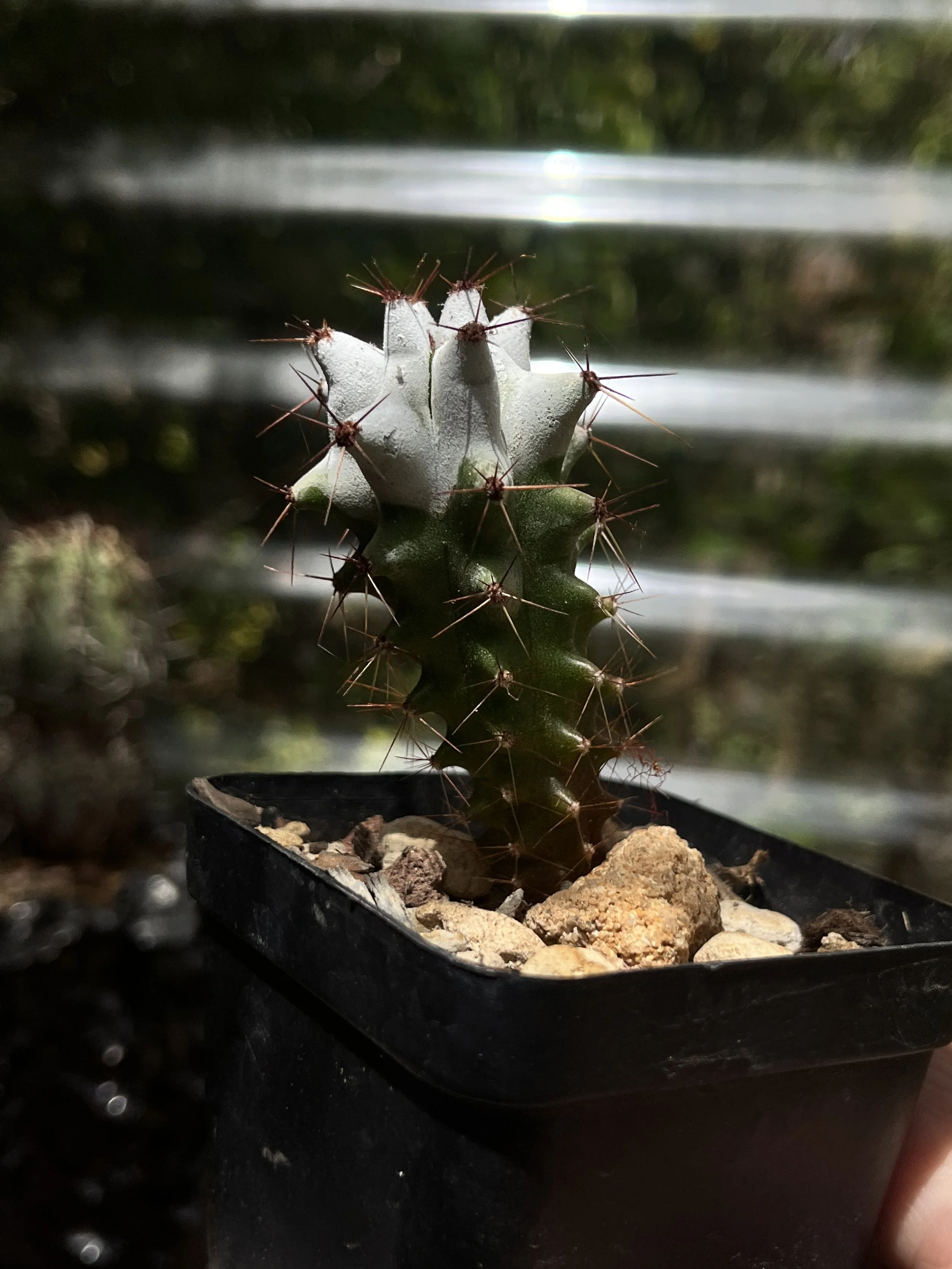 Stenocereus beneckei